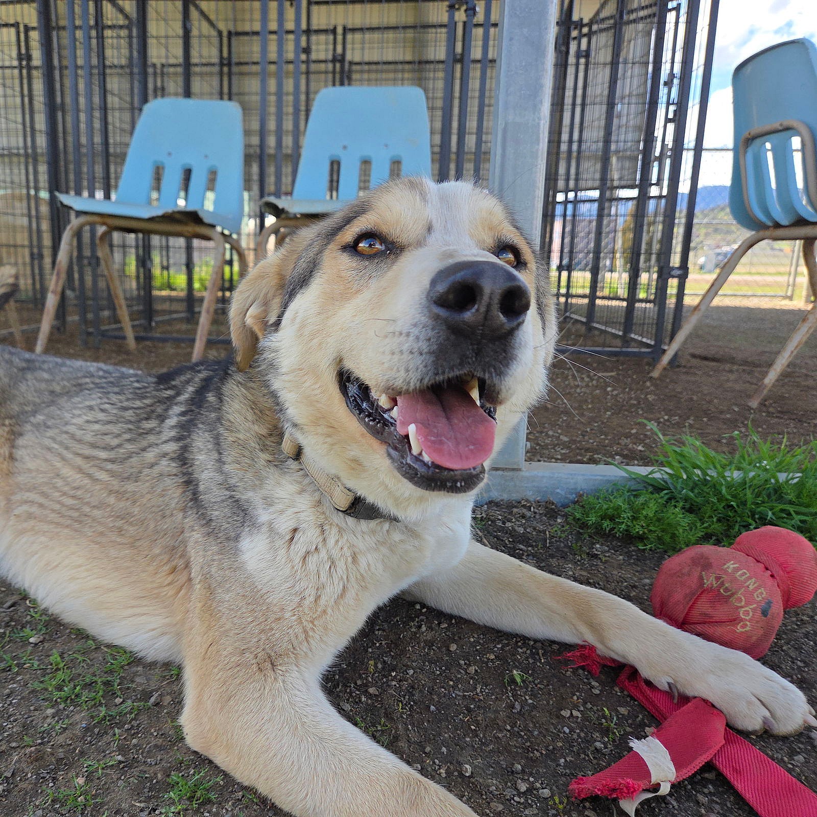 Thimble - Anatolian Shepherd