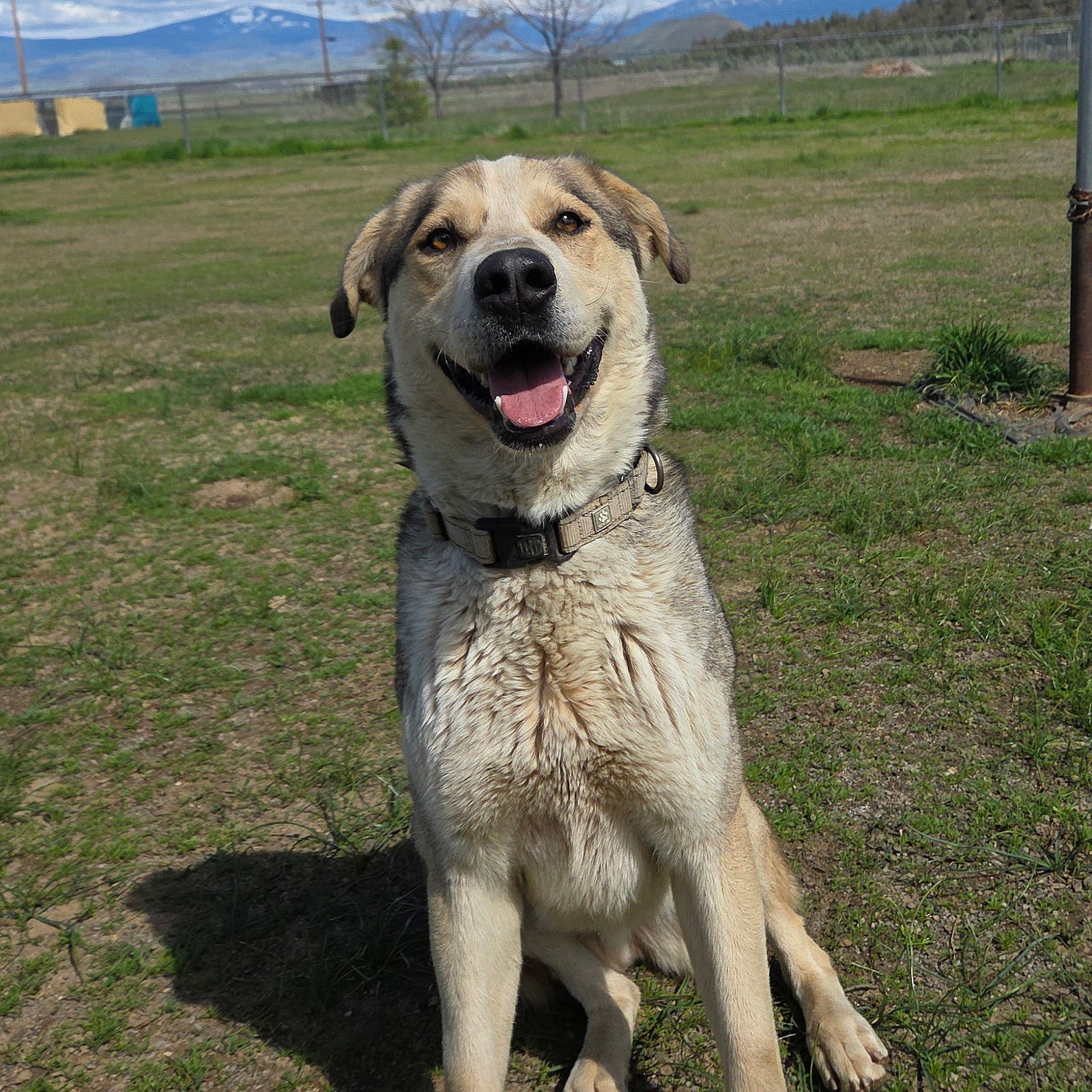 Thimble - Anatolian Shepherd