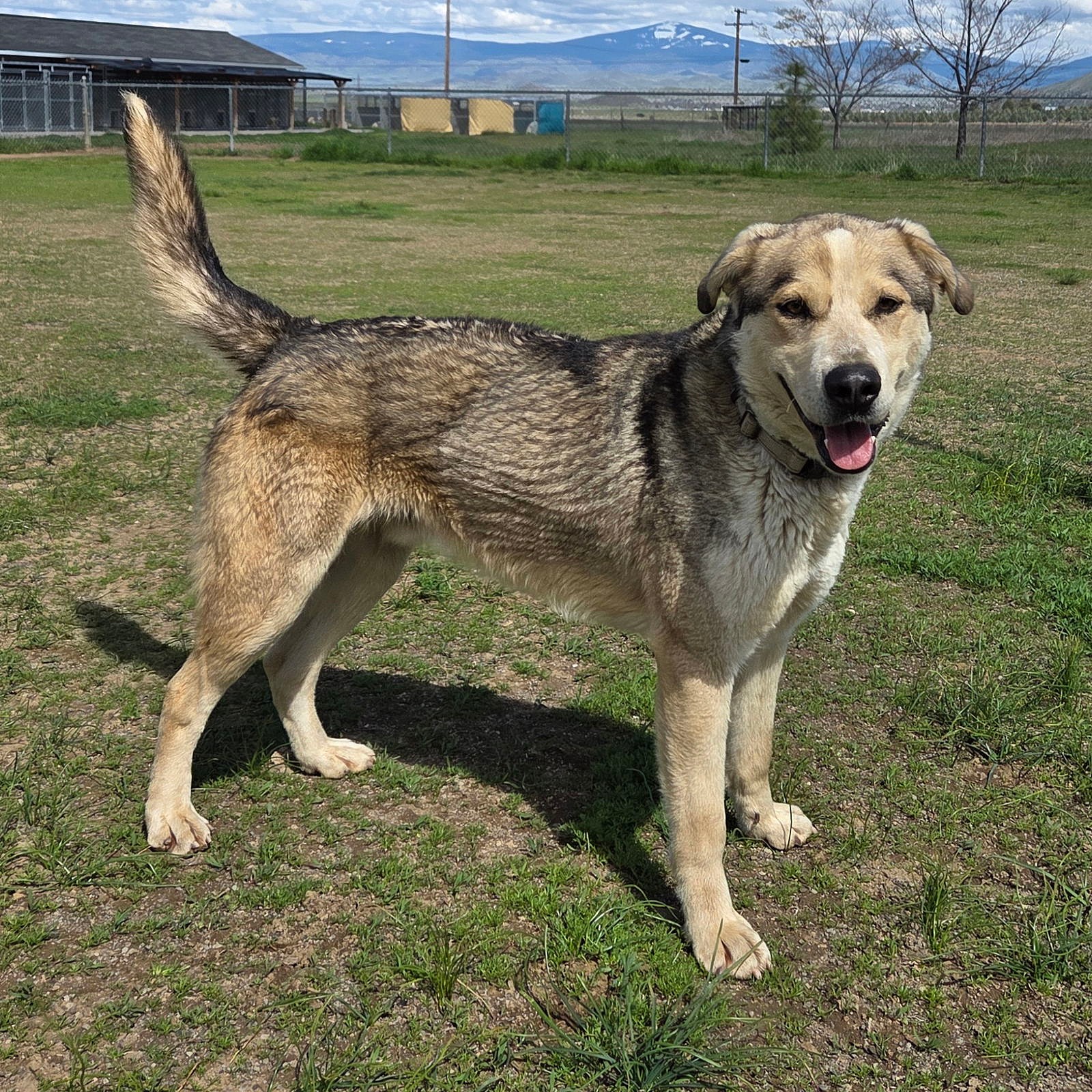 Thimble - Anatolian Shepherd
