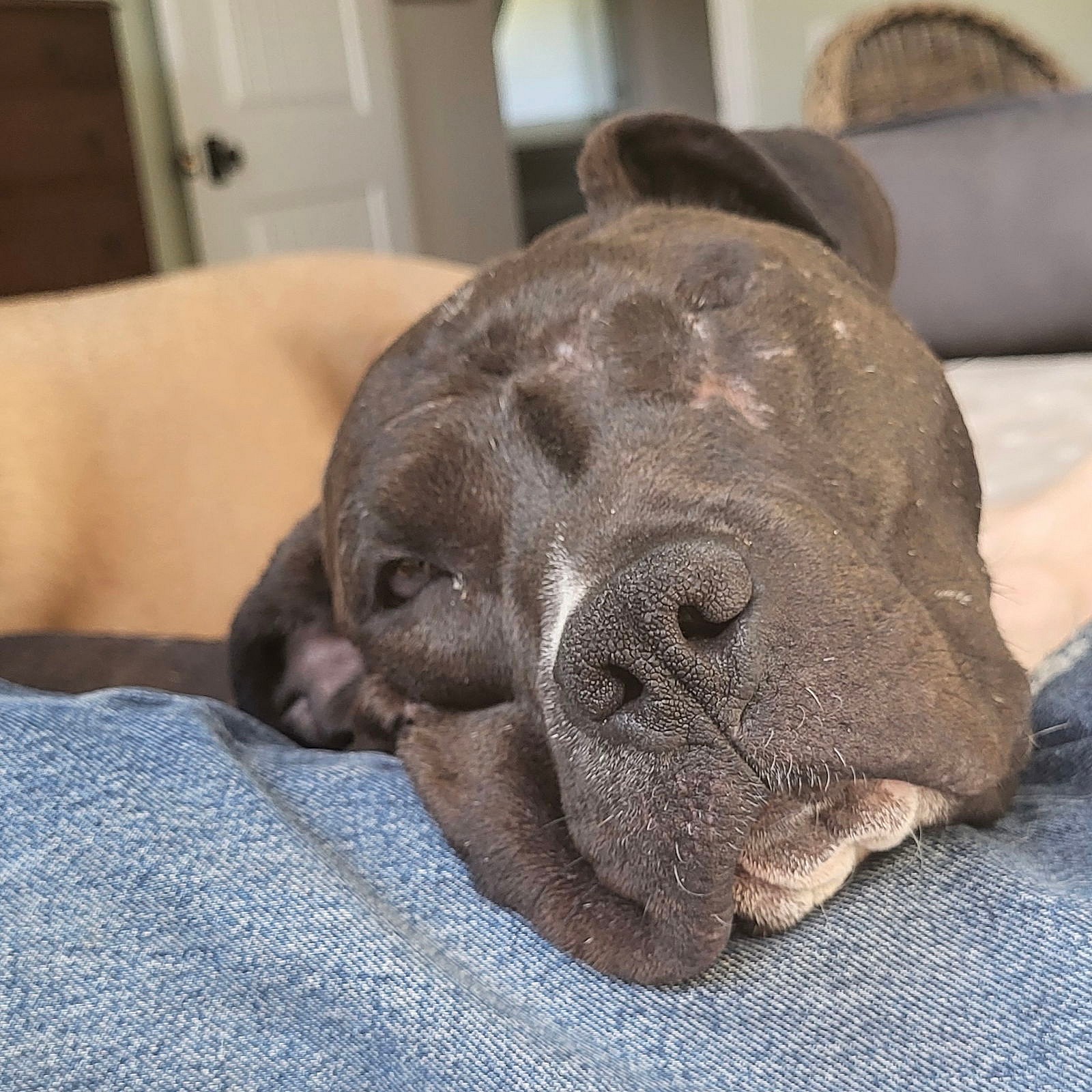 Tawney - American Pit Bull Terrier