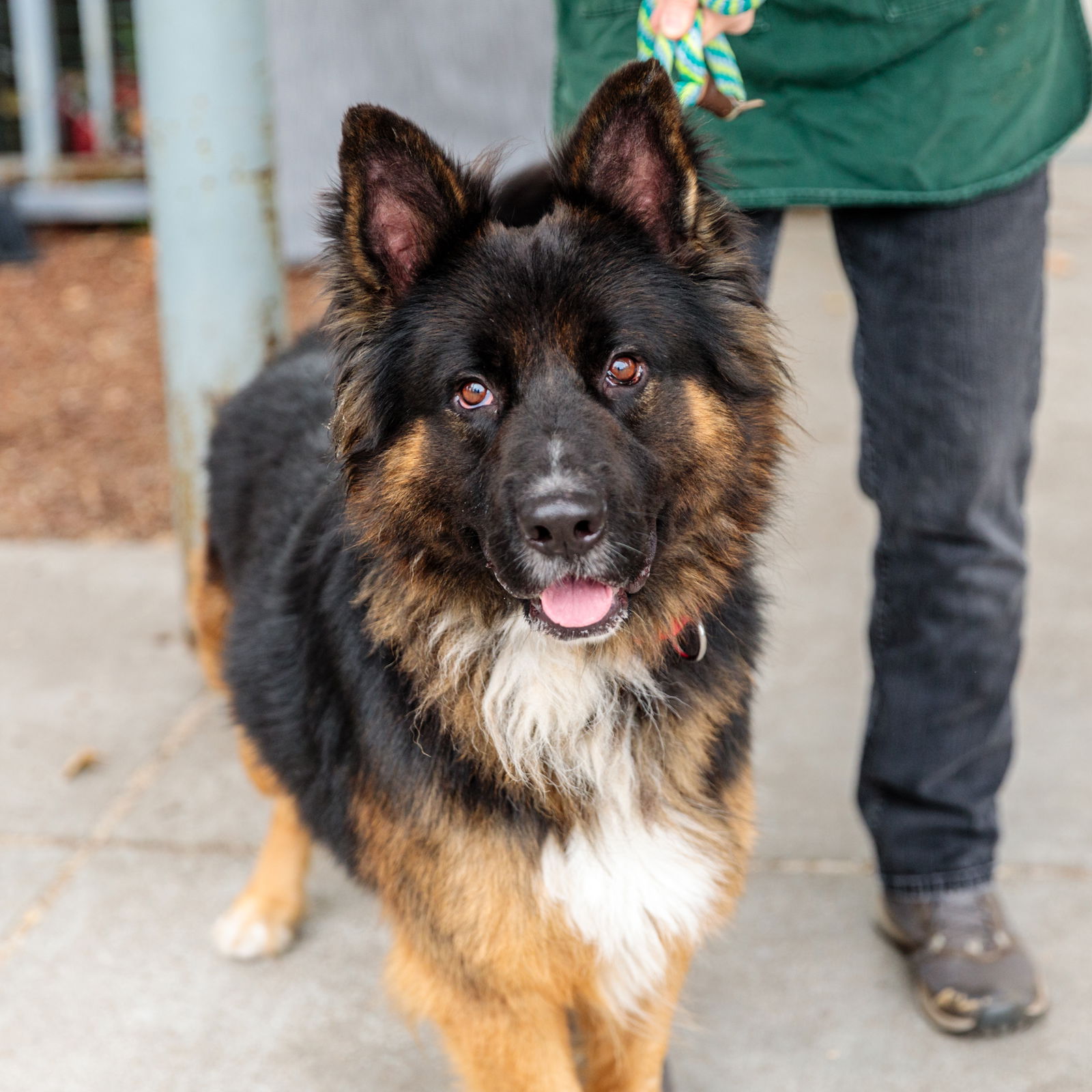Jetski - German Shepherd Dog