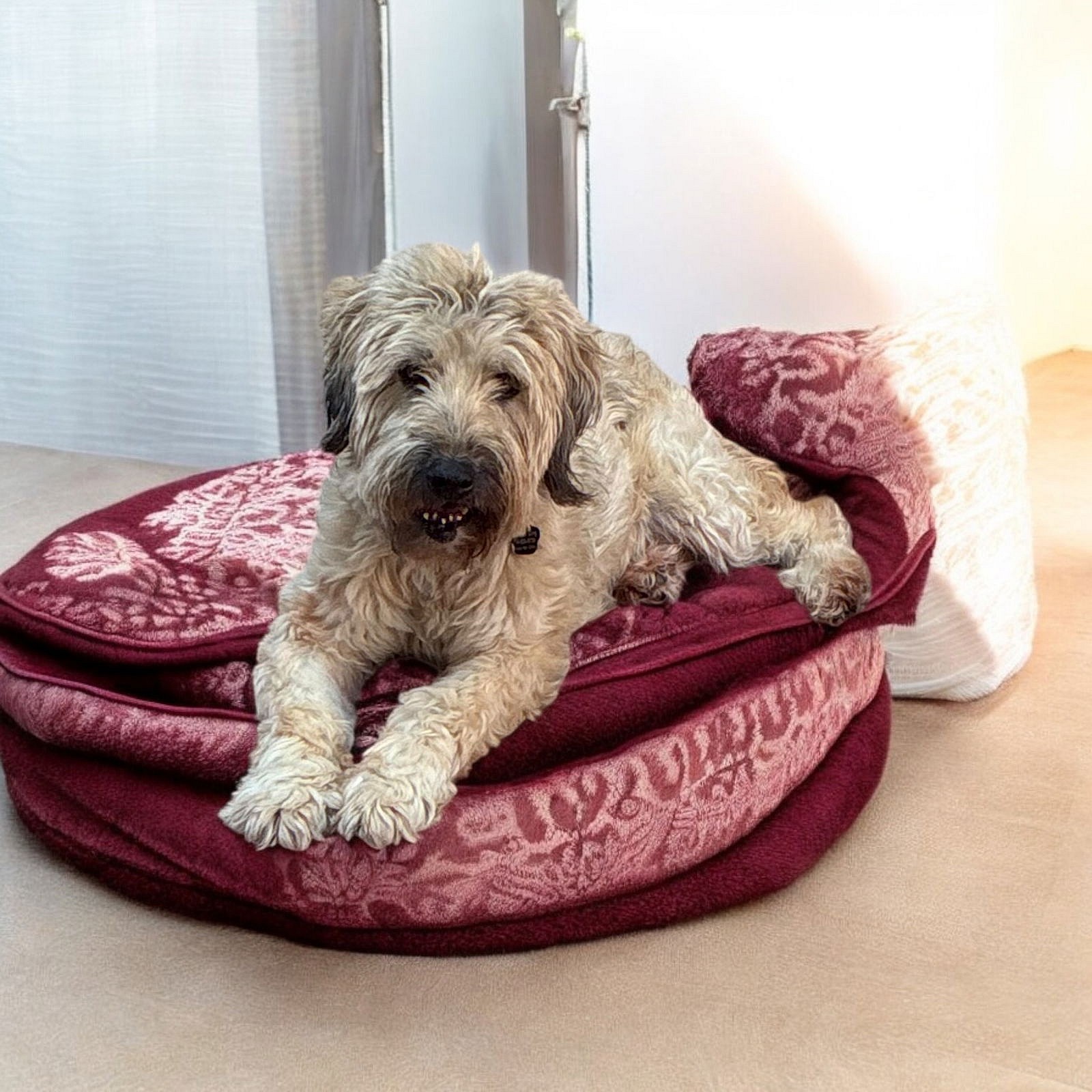 Mimi - Wheaten Terrier