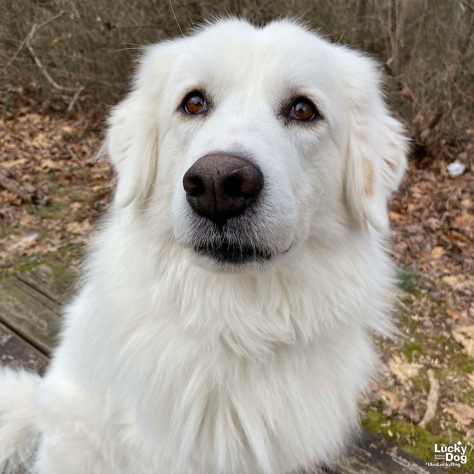 Annie - Great Pyrenees