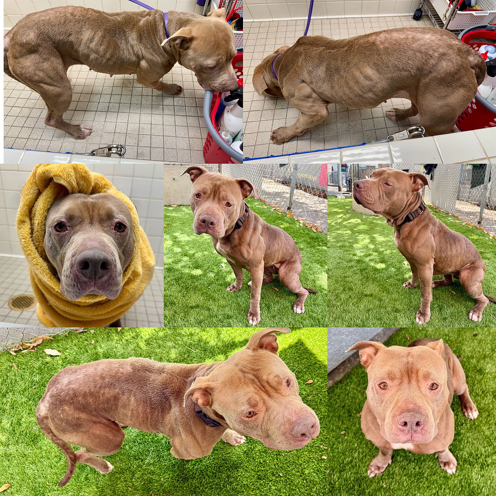 Heaven - Pit Bull Terrier