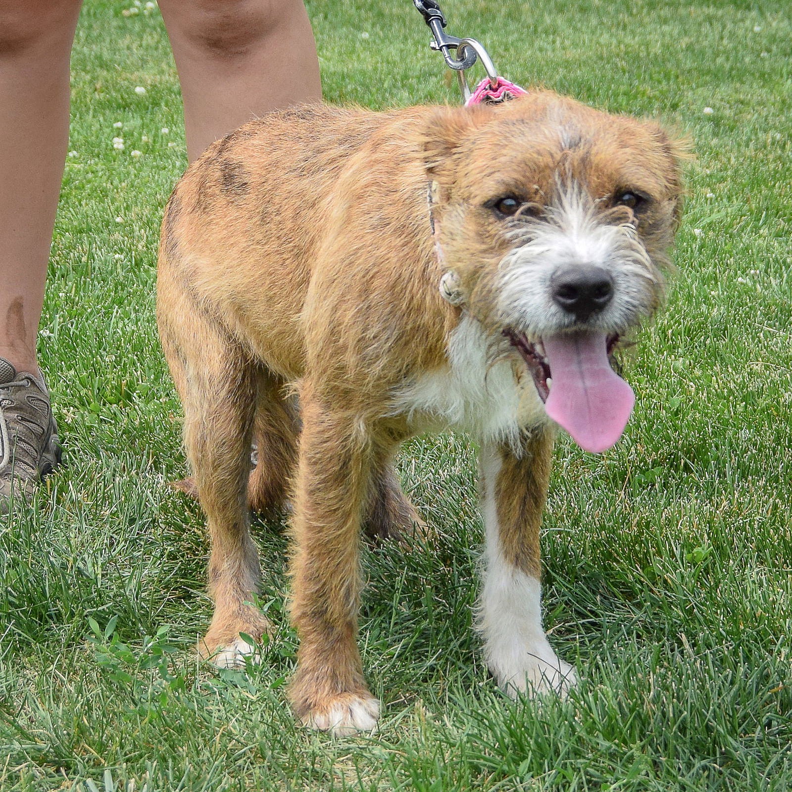 Benji - Wirehaired Fox Terrier