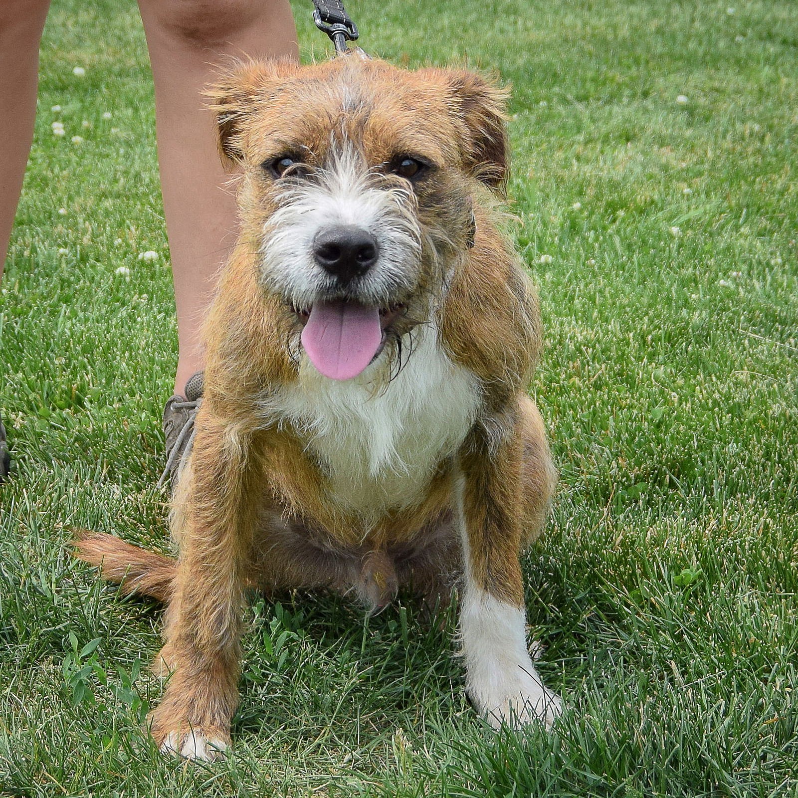 Benji - Wirehaired Fox Terrier
