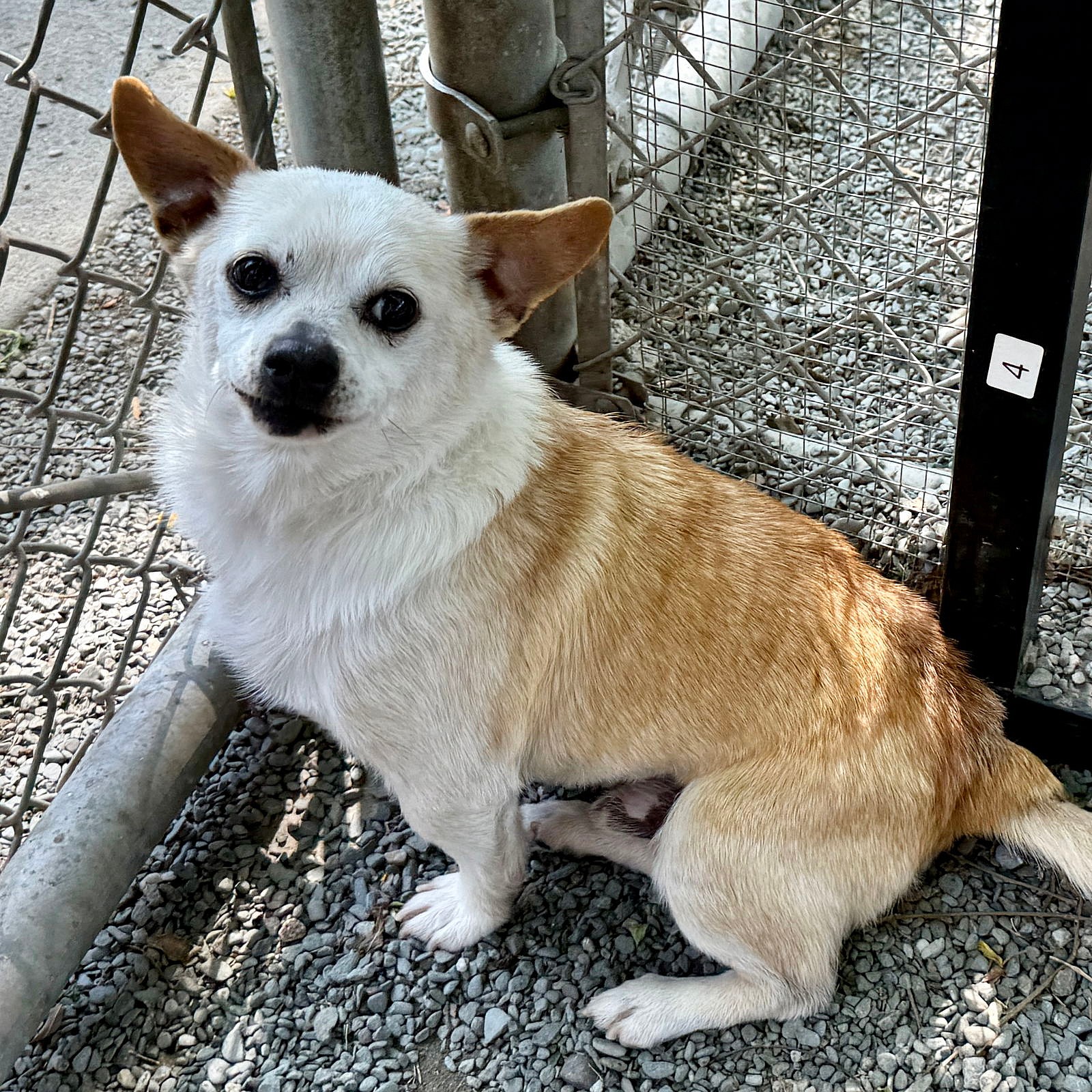 Douglas - Chihuahua