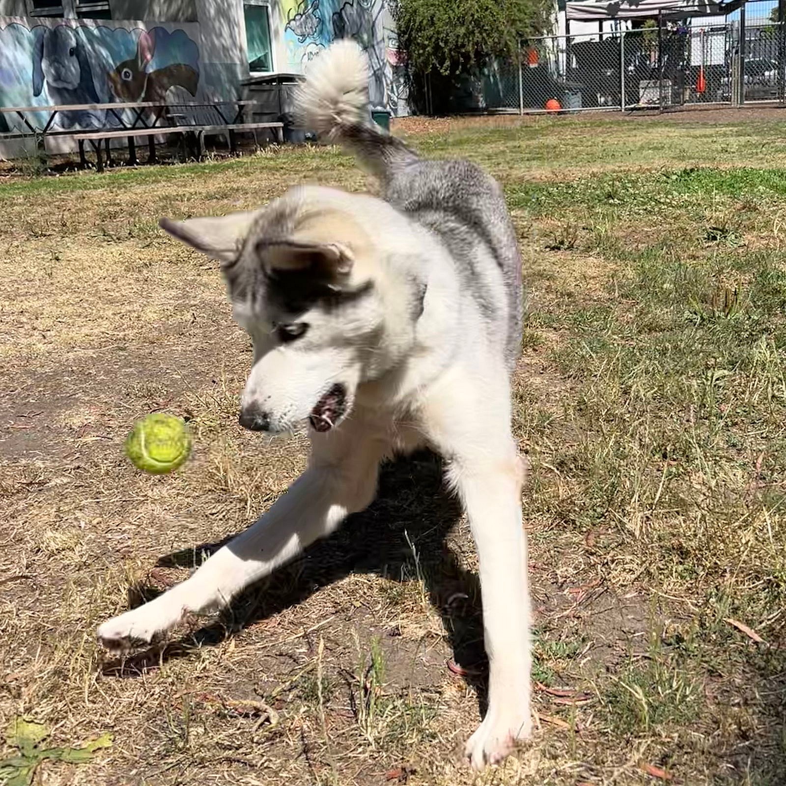 Zeus - Siberian Husky