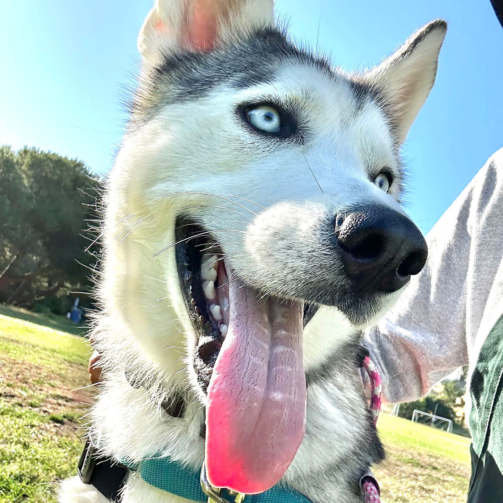 Zeus - Siberian Husky