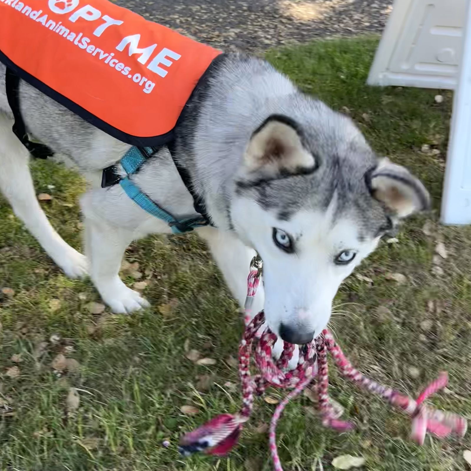 Zeus - Siberian Husky