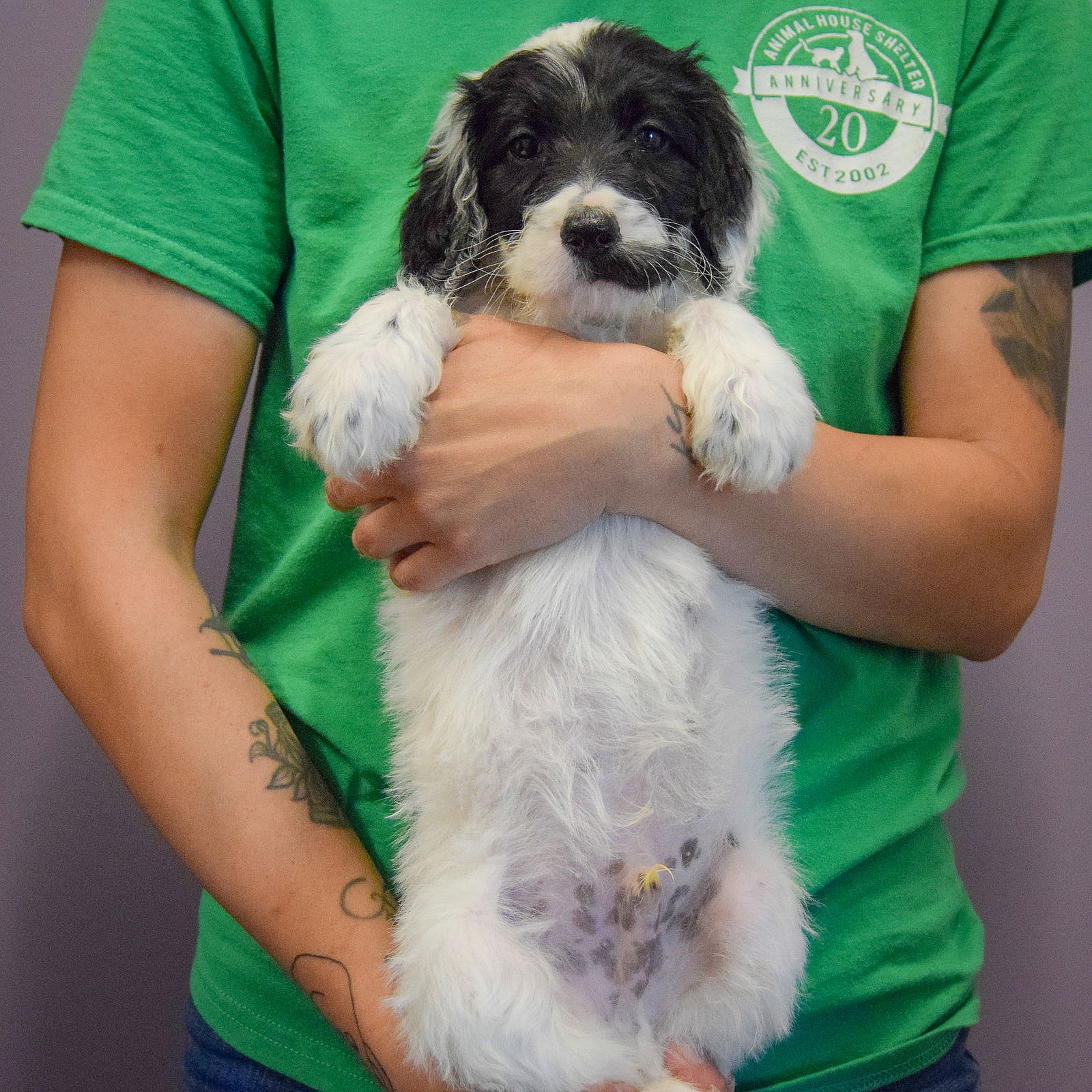 Hayden - Poodle (unknown type)