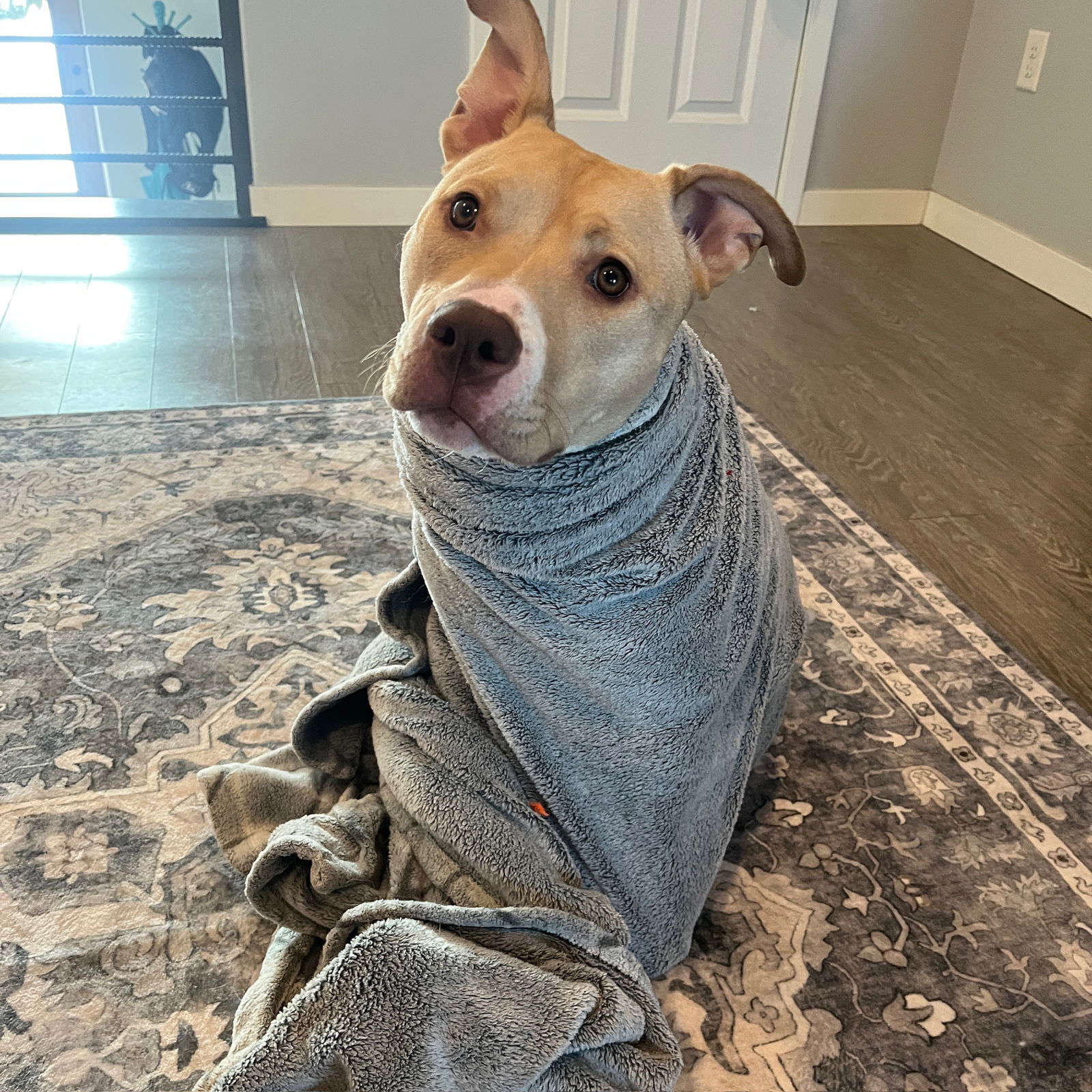 Katya - Pit Bull Terrier