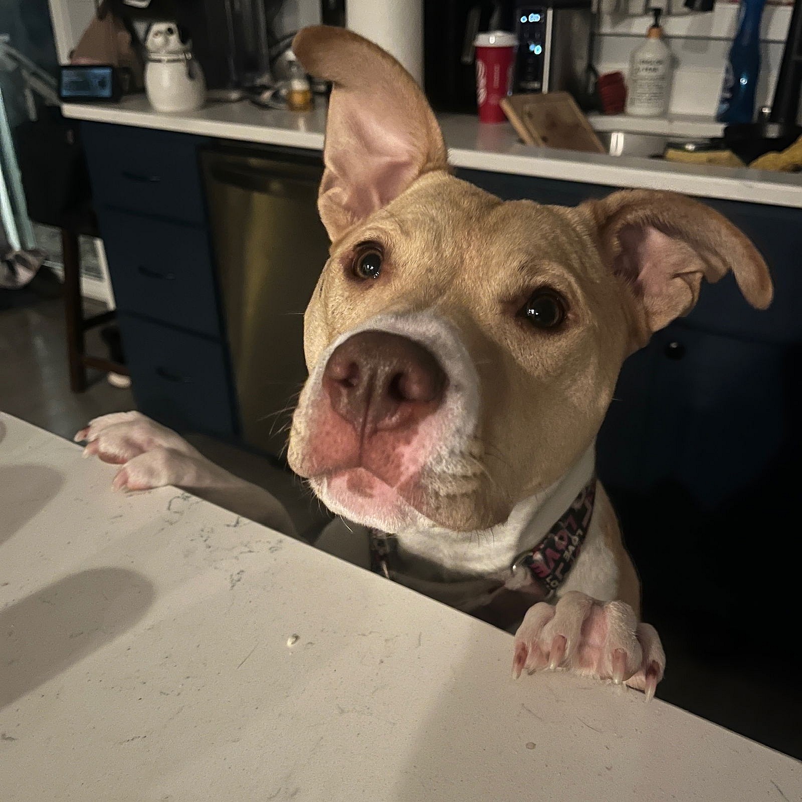 Katya - Pit Bull Terrier