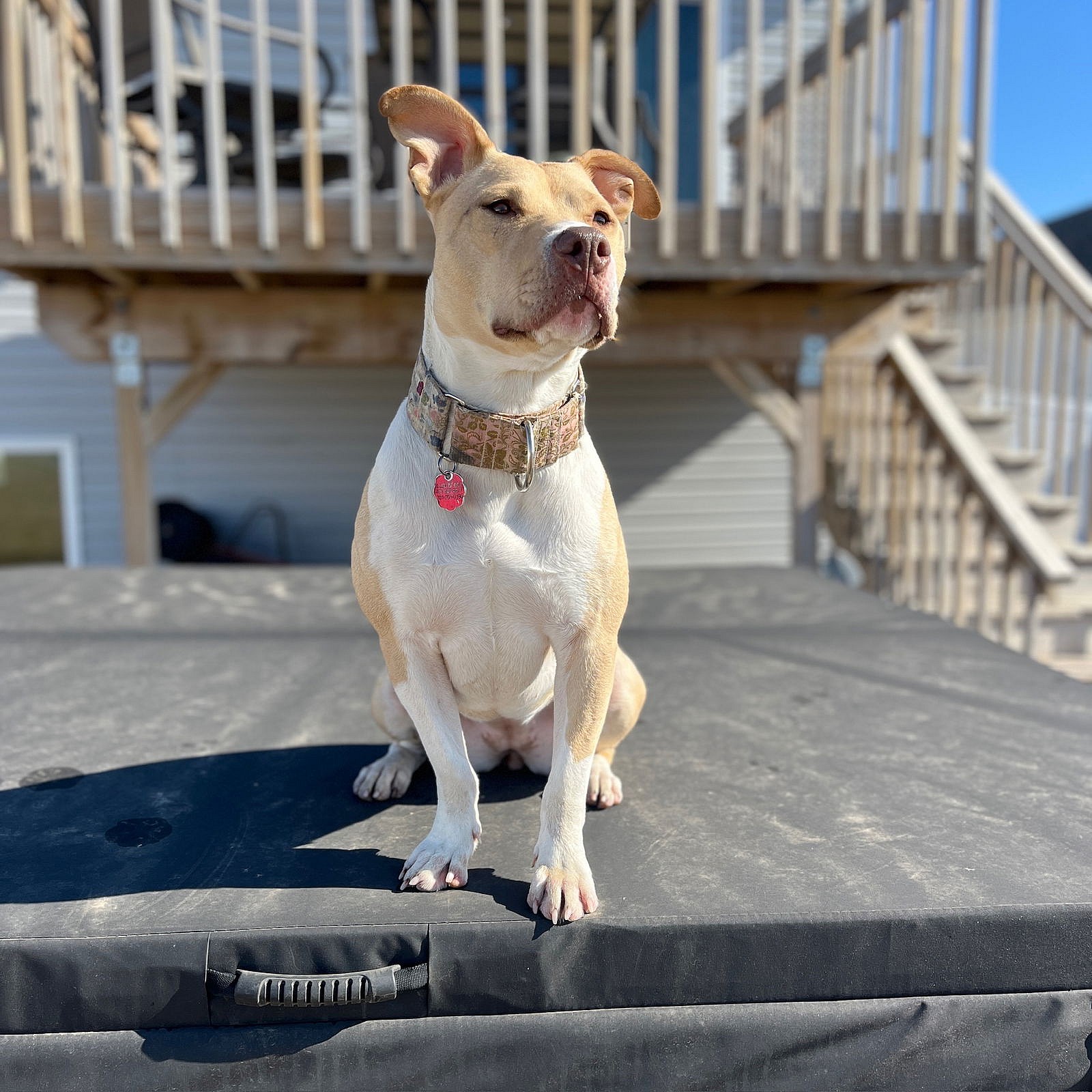 Katya - Pit Bull Terrier