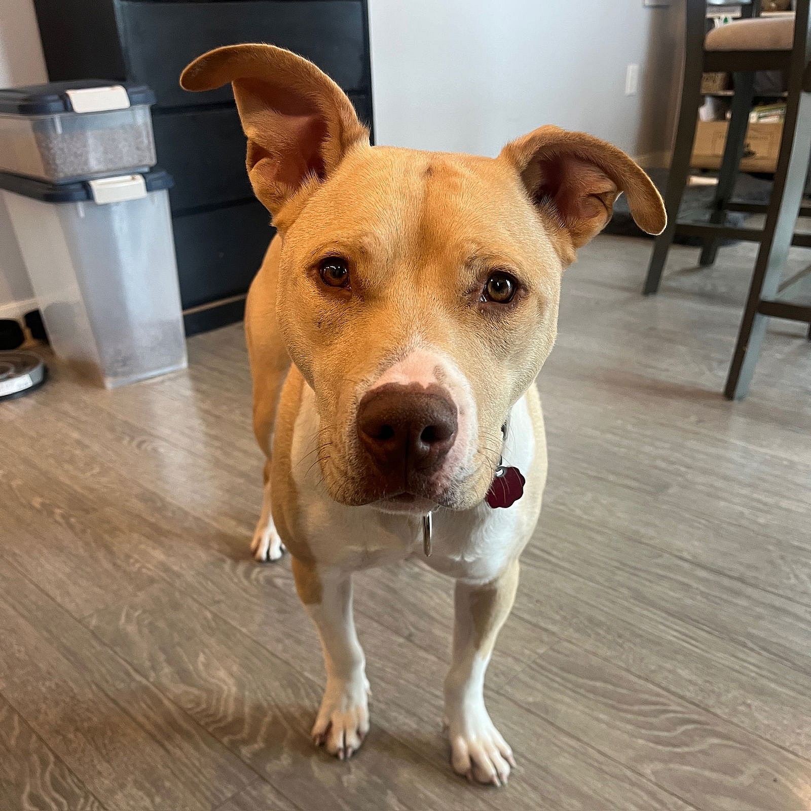 Katya - Pit Bull Terrier