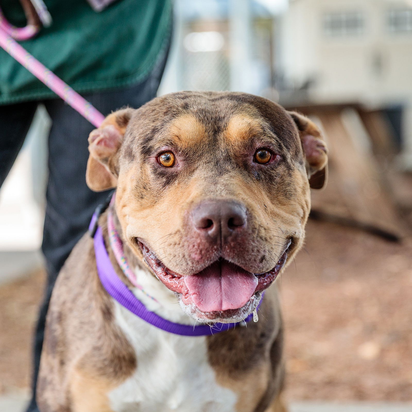 Ferrero Rocher - Pit Bull Terrier