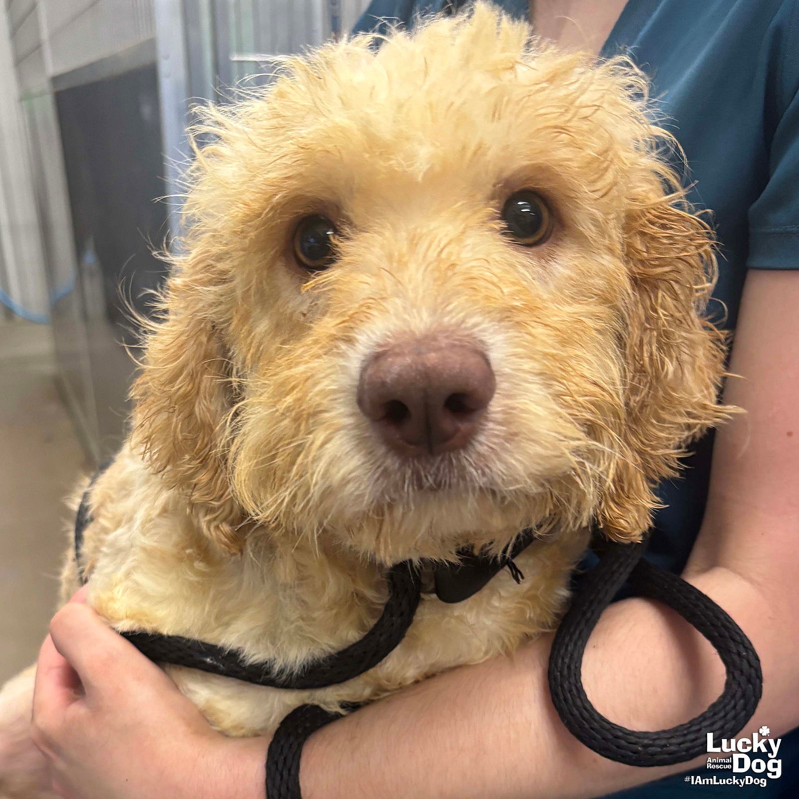 Jill - Poodle (unknown type)