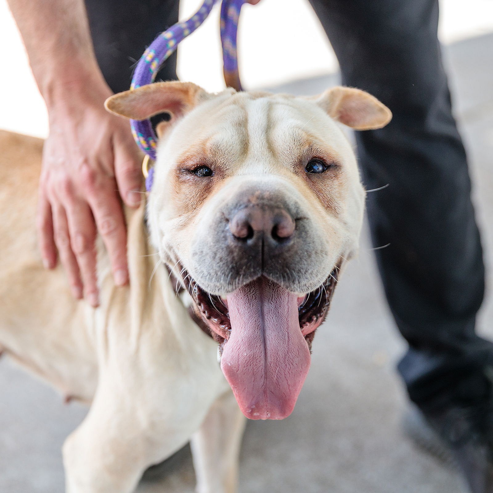 Marie - Chinese Shar-Pei