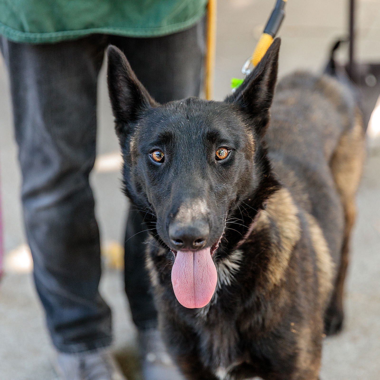 Frisee - Belgian Shepherd Malinois
