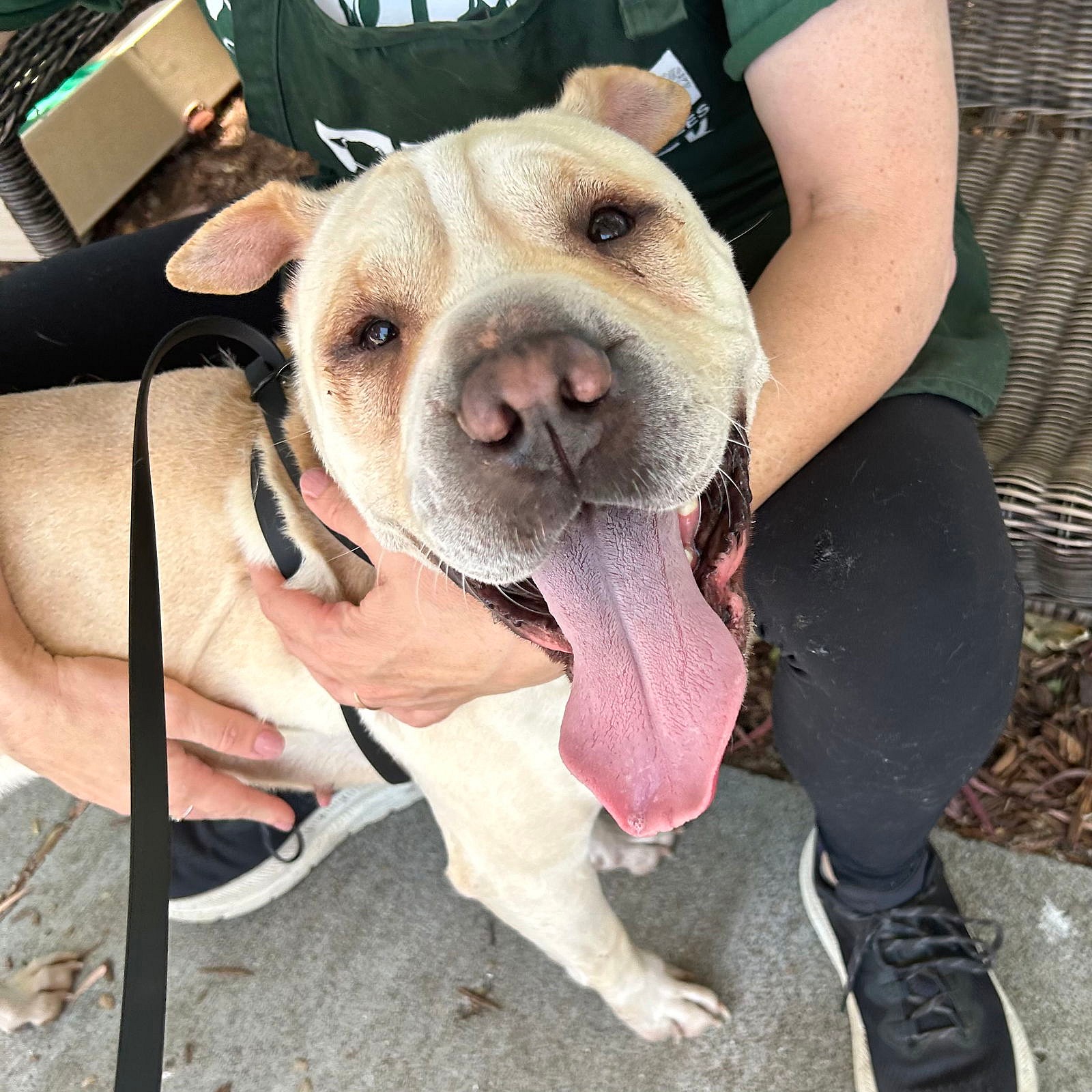 Marie - Chinese Shar-Pei