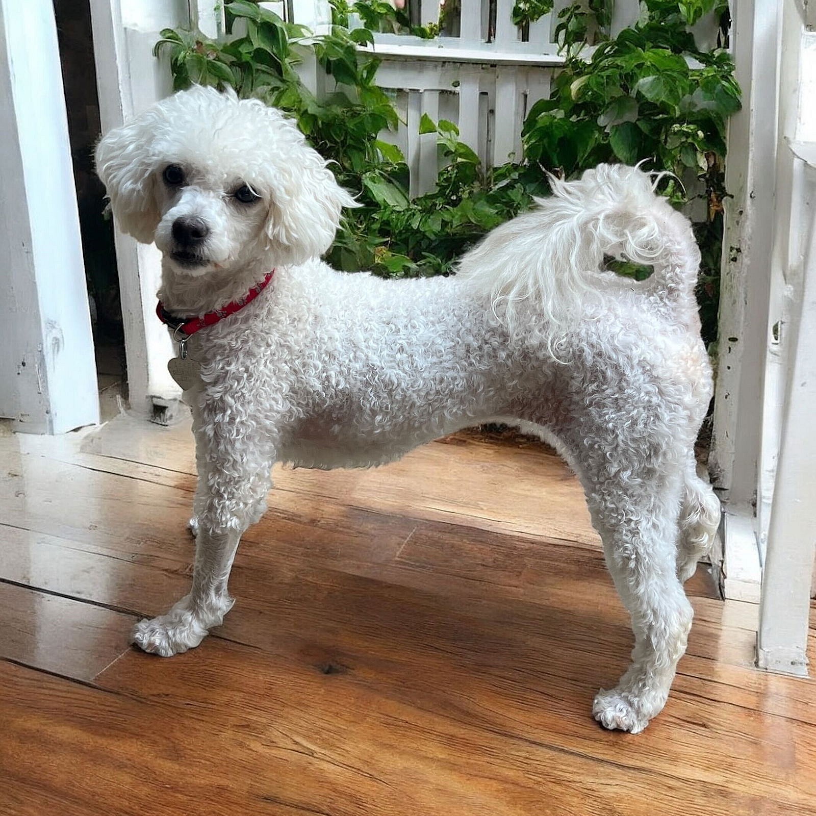 Chicory Jun 25 - Poodle (Miniature)