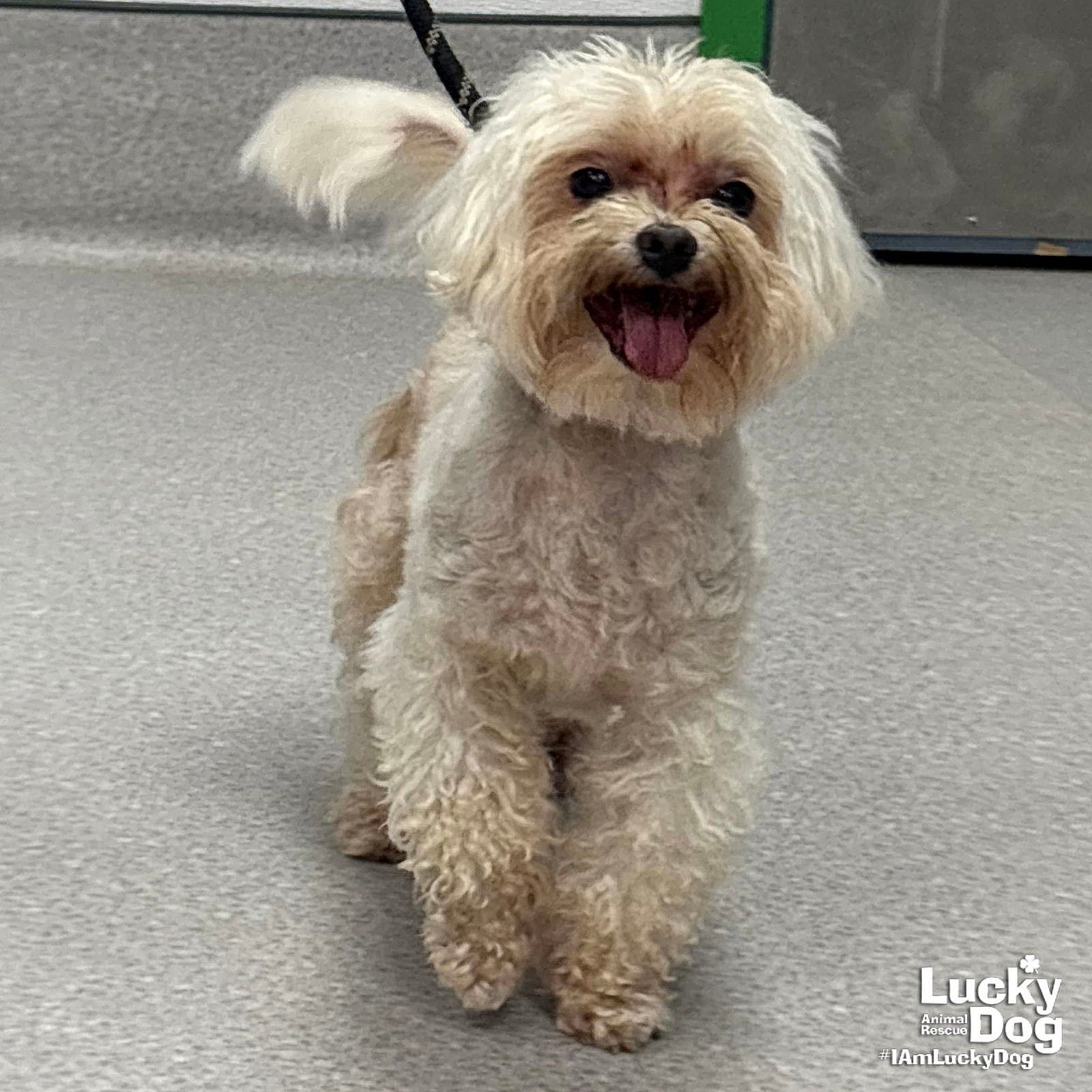 Lilly Belle - Maltese