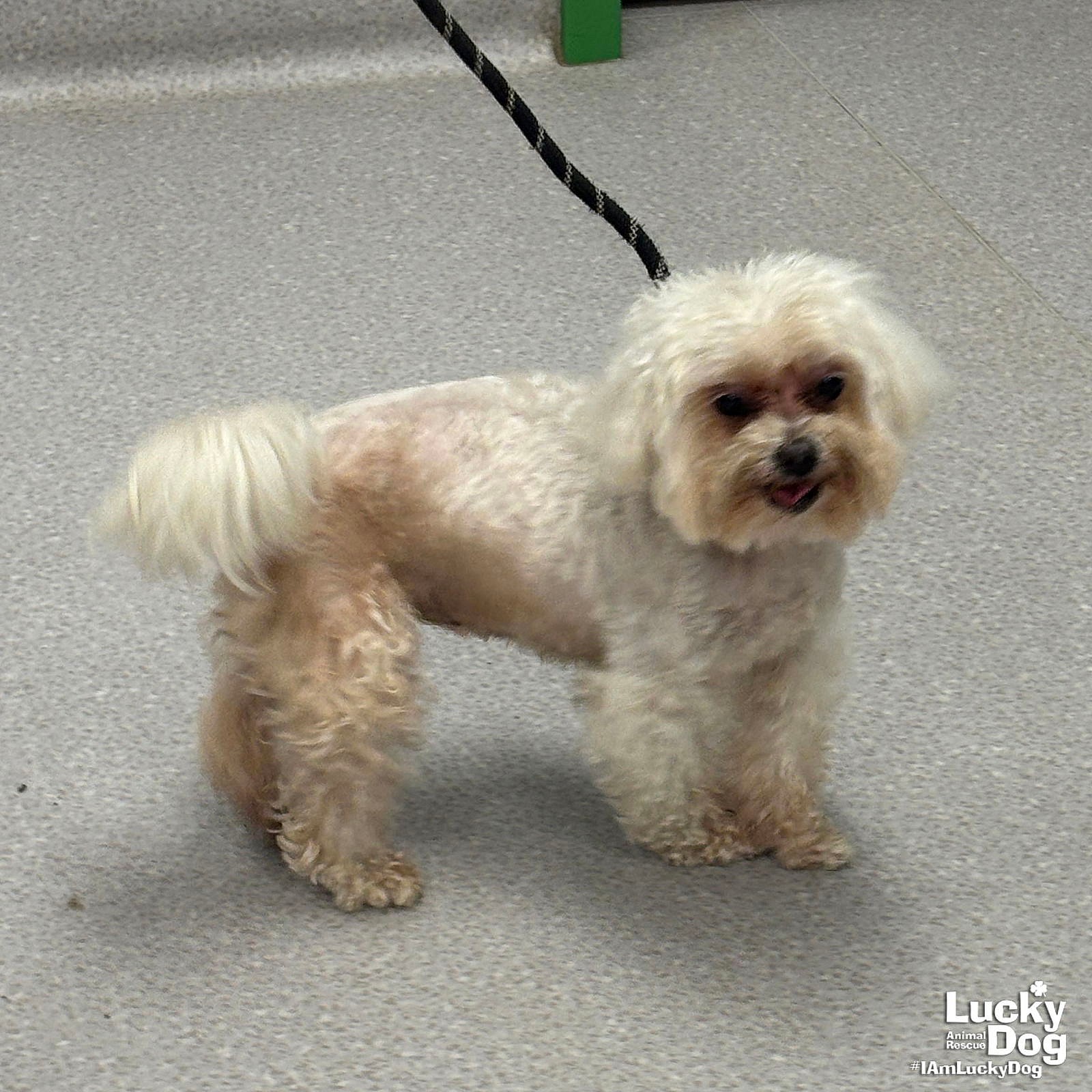 Lilly Belle - Maltese