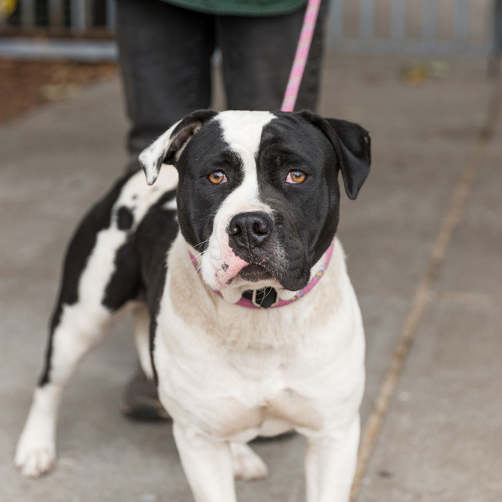 Lychee - American Pit Bull Terrier