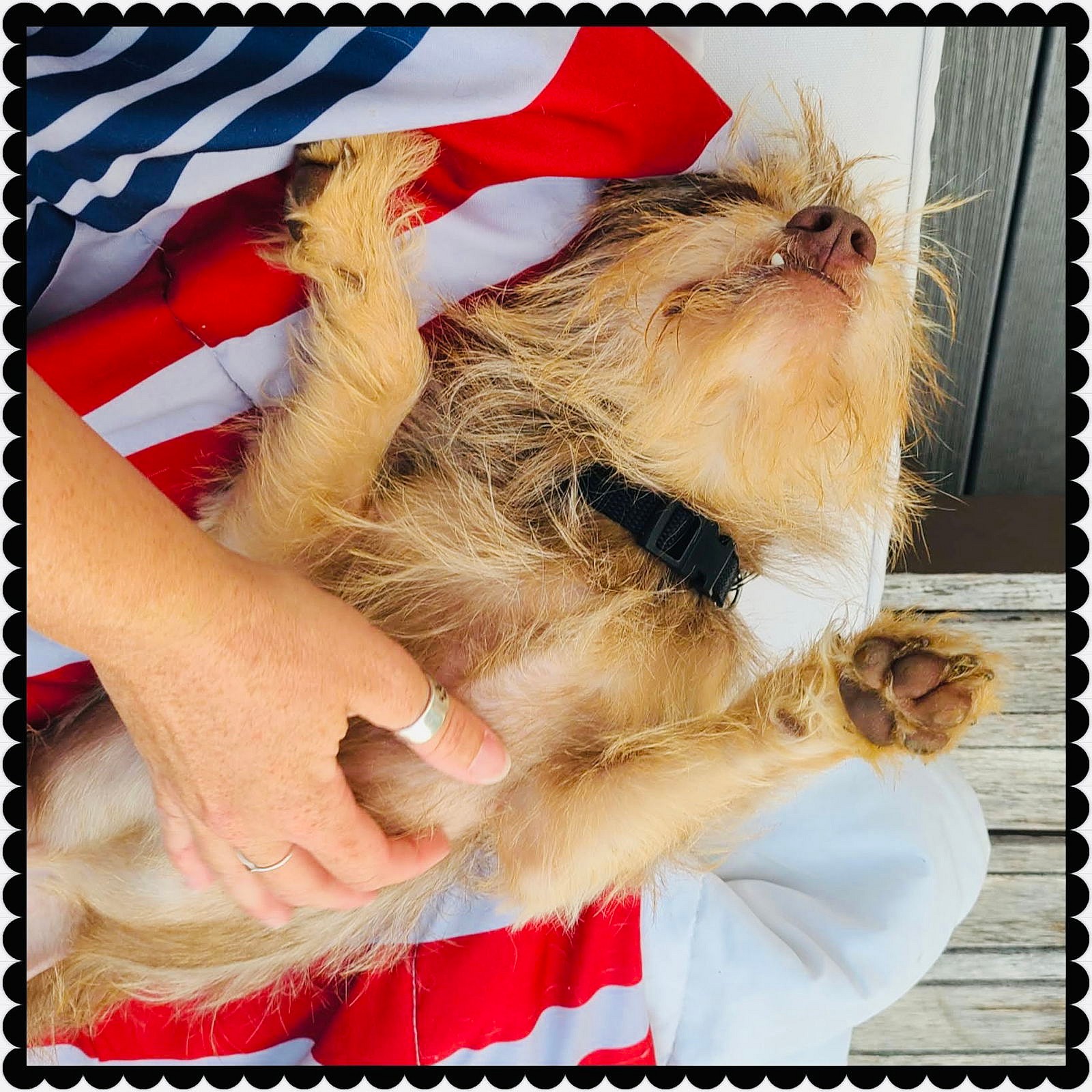 Beaver - Norfolk Terrier