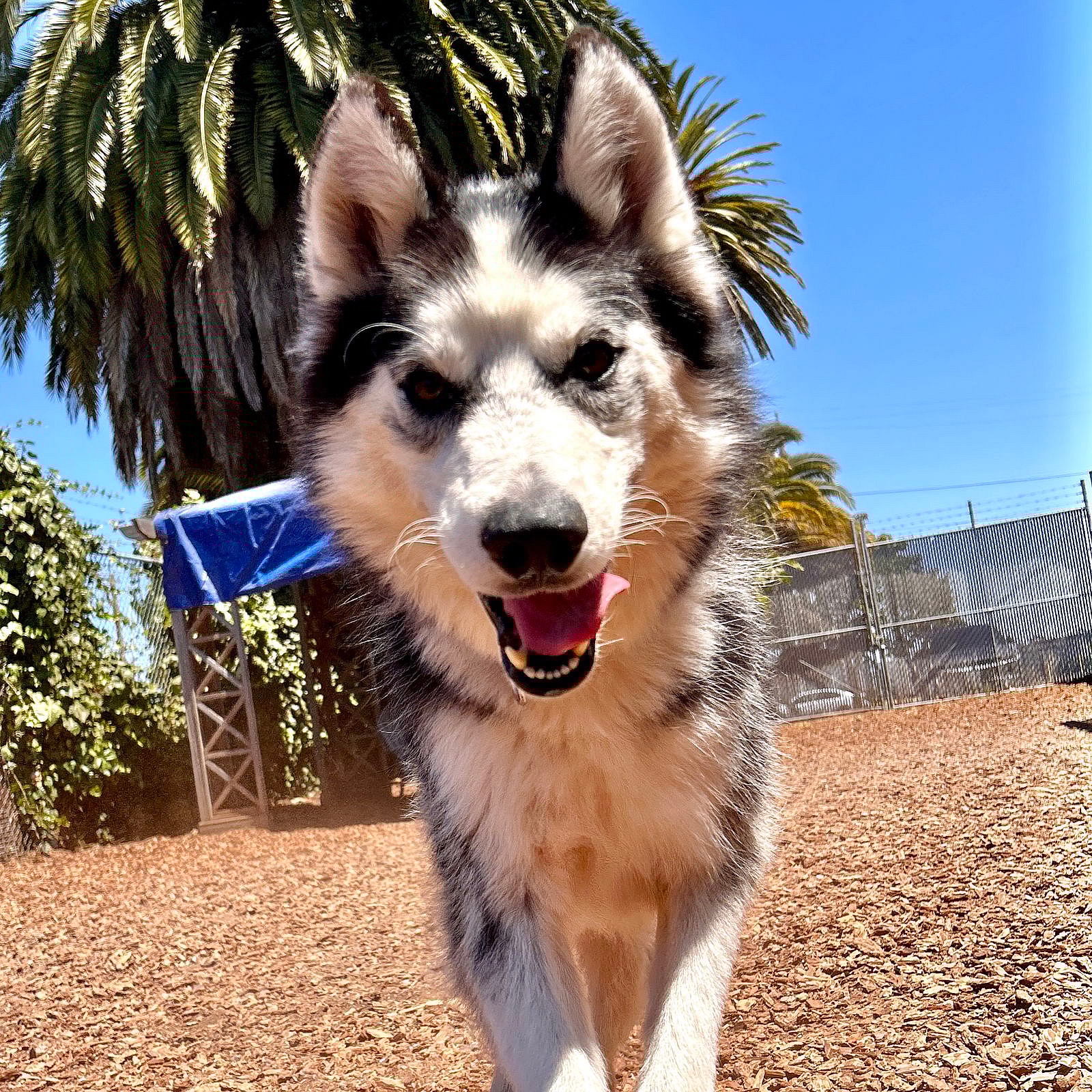 Timber - Siberian Husky