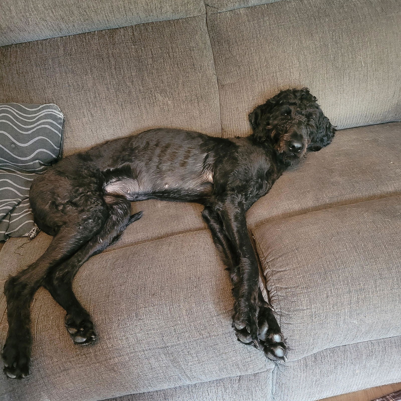 Millie - Poodle (Standard)