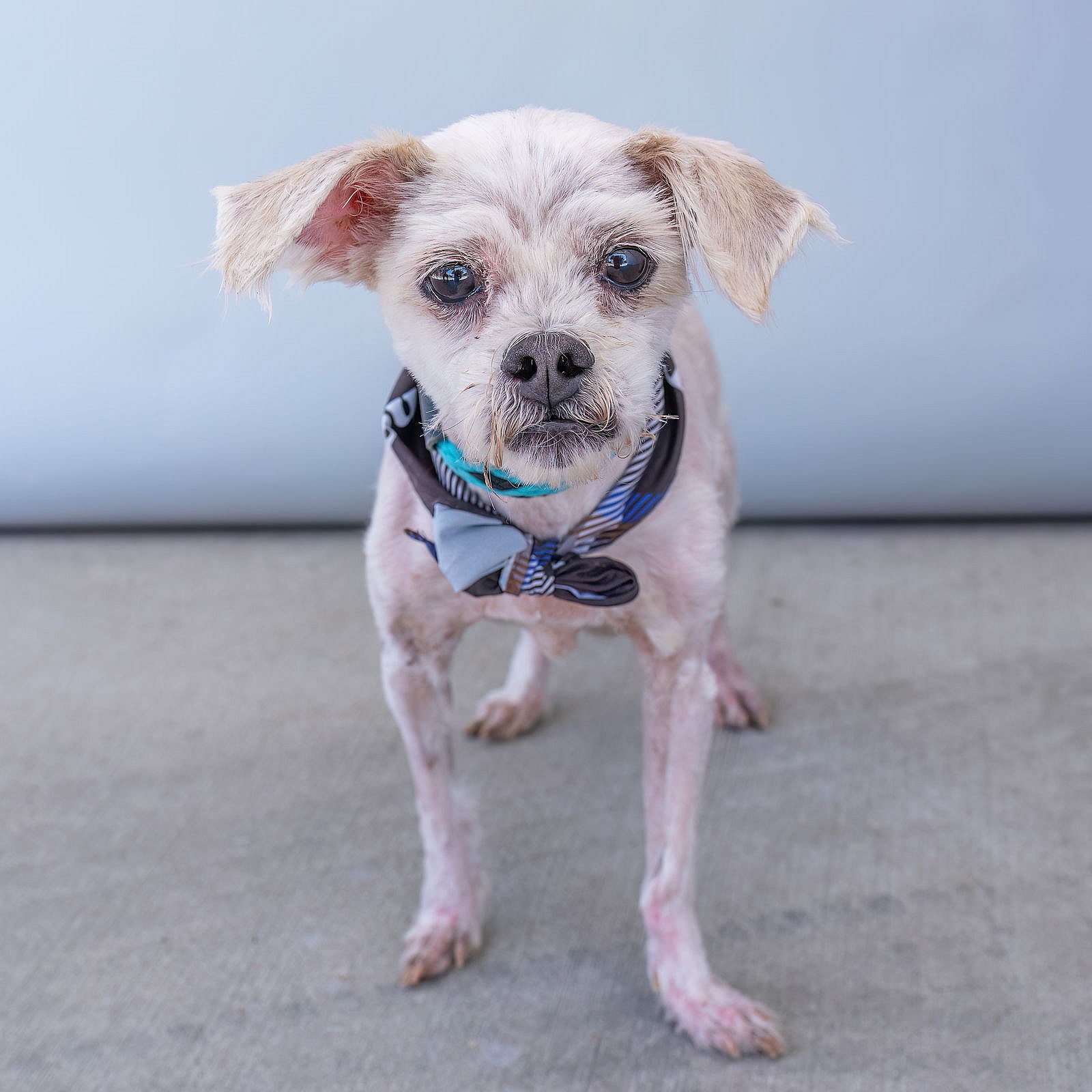 COMET - Poodle (Miniature)