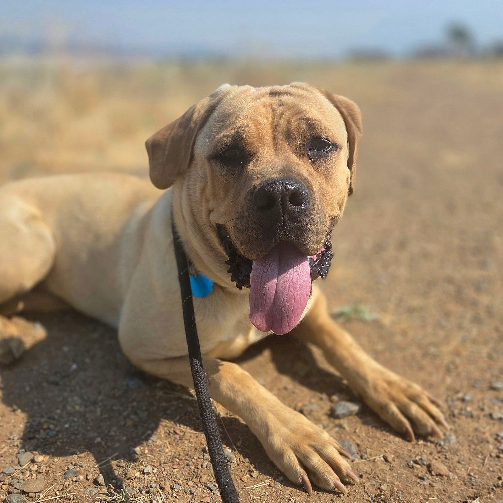 Stella - English Mastiff