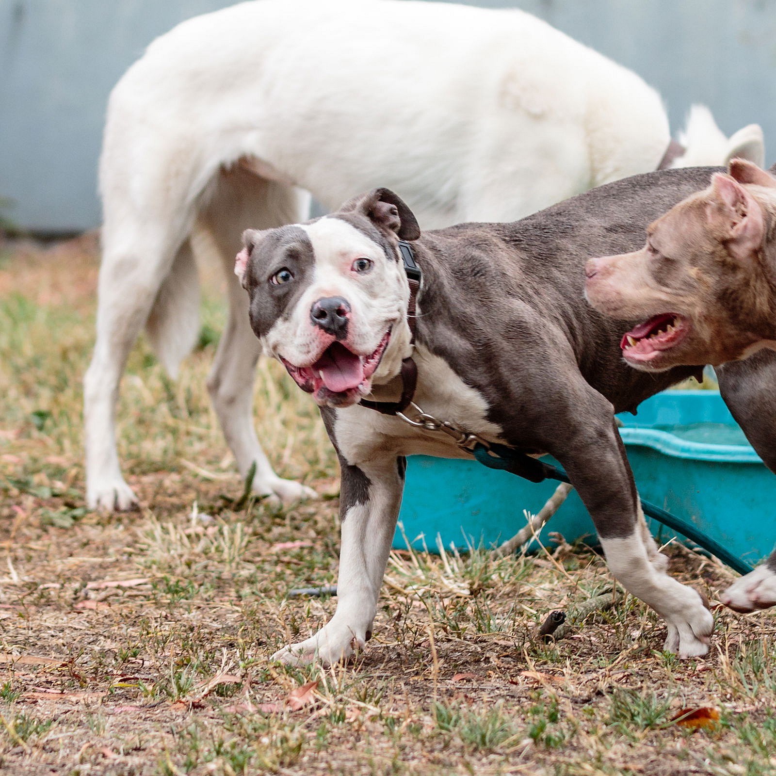 Labubu - Pit Bull Terrier