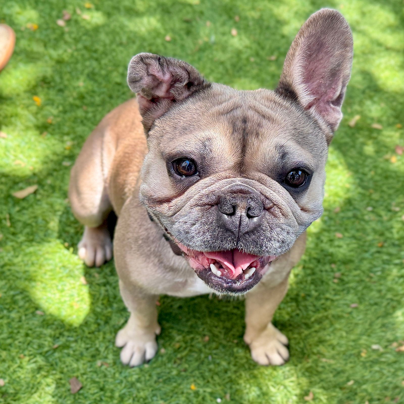 Ursula - French Bulldog