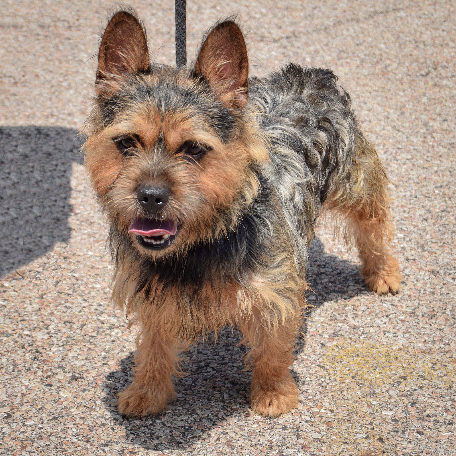 Chewbacca - Yorkshire Terrier Yorkie
