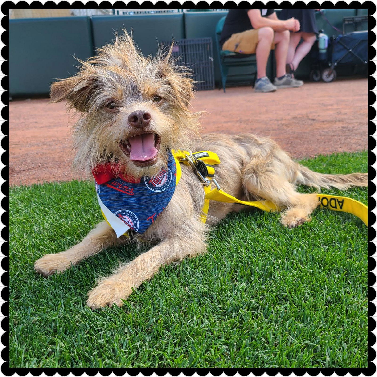 Beaver - Norfolk Terrier
