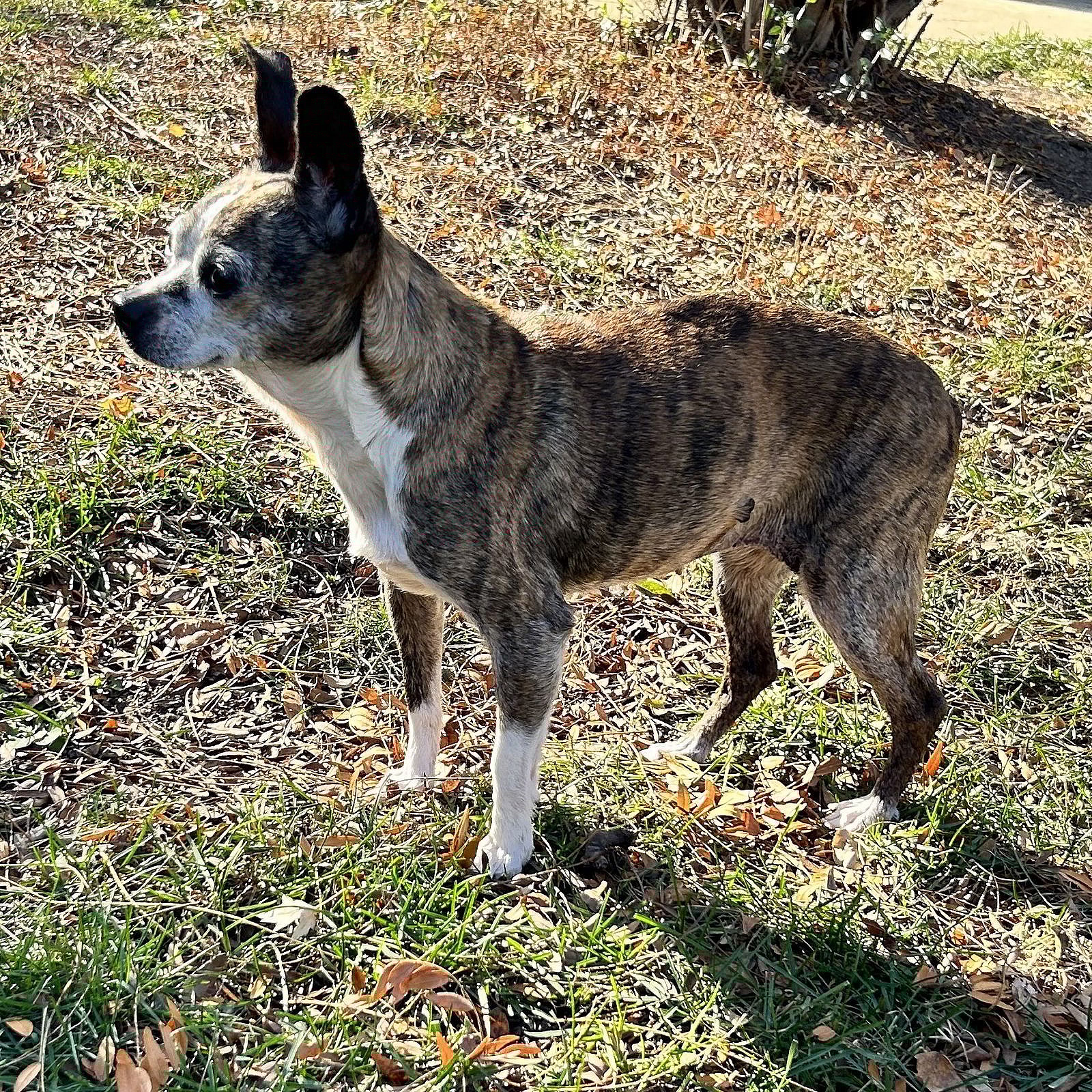 ELLIE - Boston Terrier