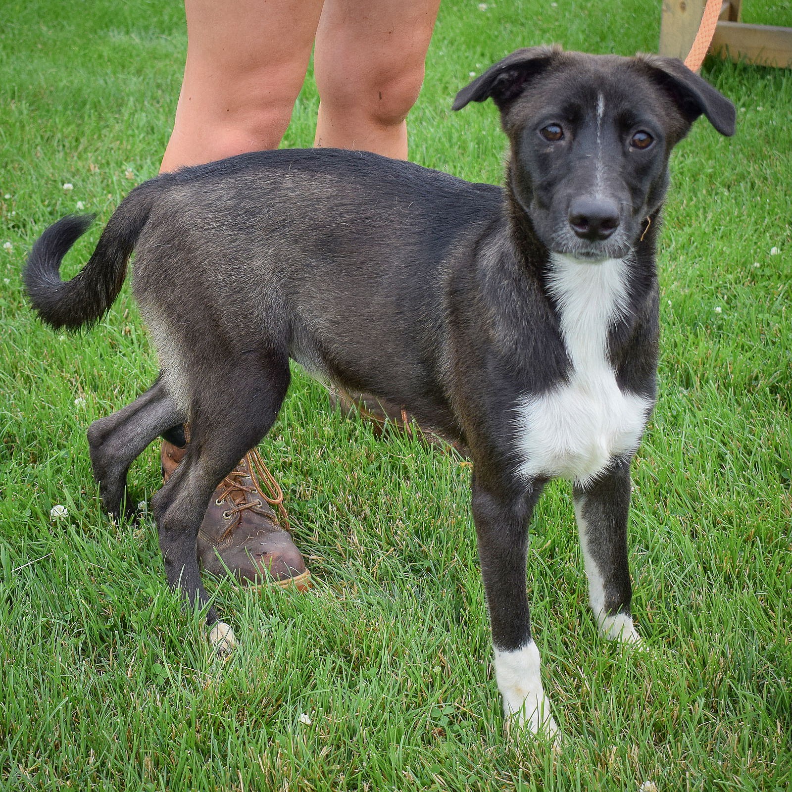 Bianco - Border Collie