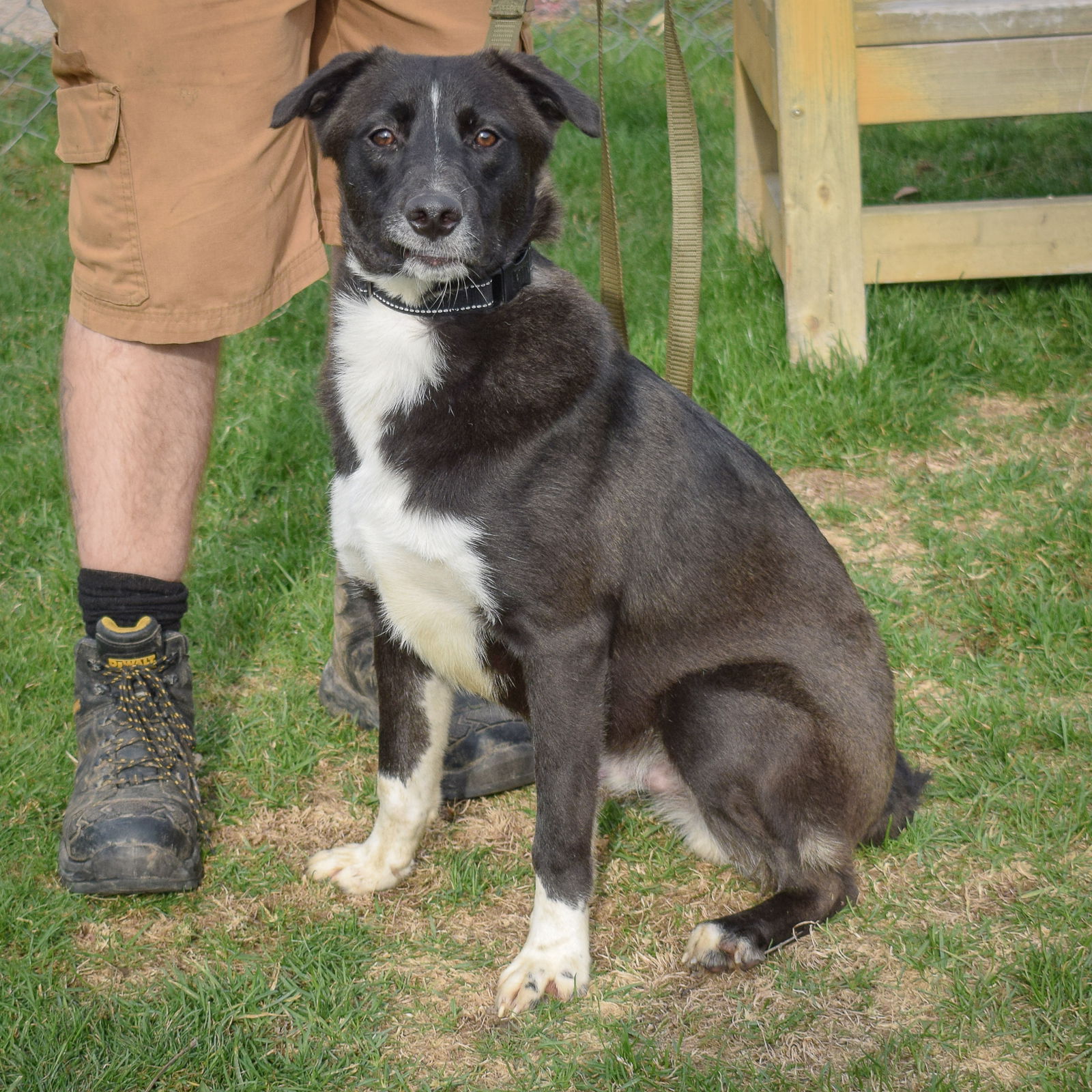 Bianco - Border Collie