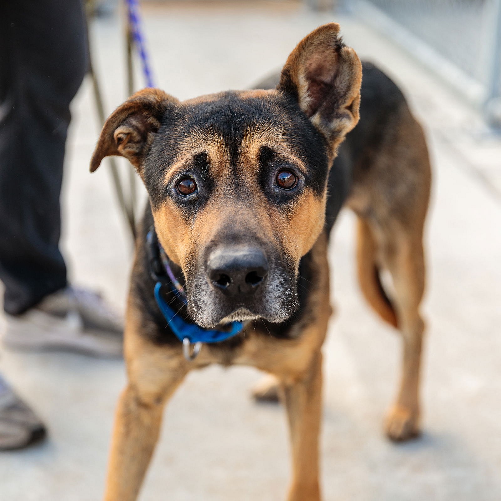 Guacamole - German Shepherd Dog
