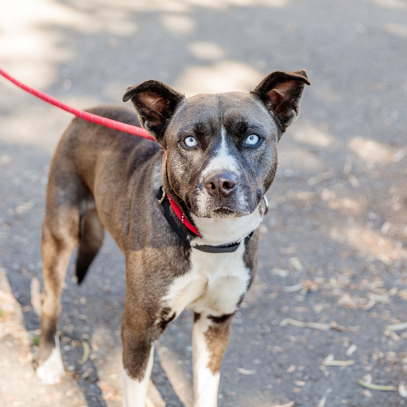 Ellie - Pit Bull Terrier