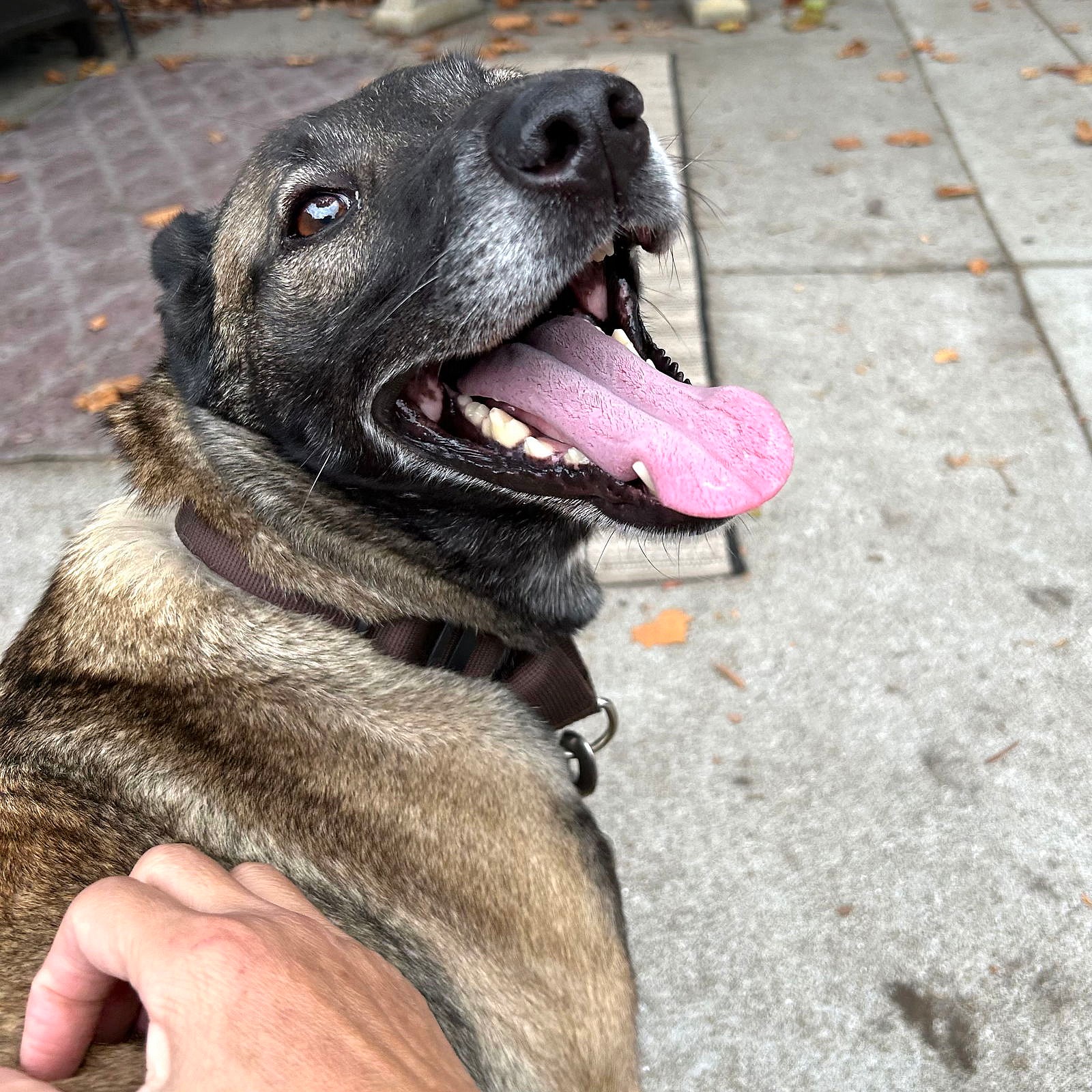 Felicia - Belgian Shepherd Malinois