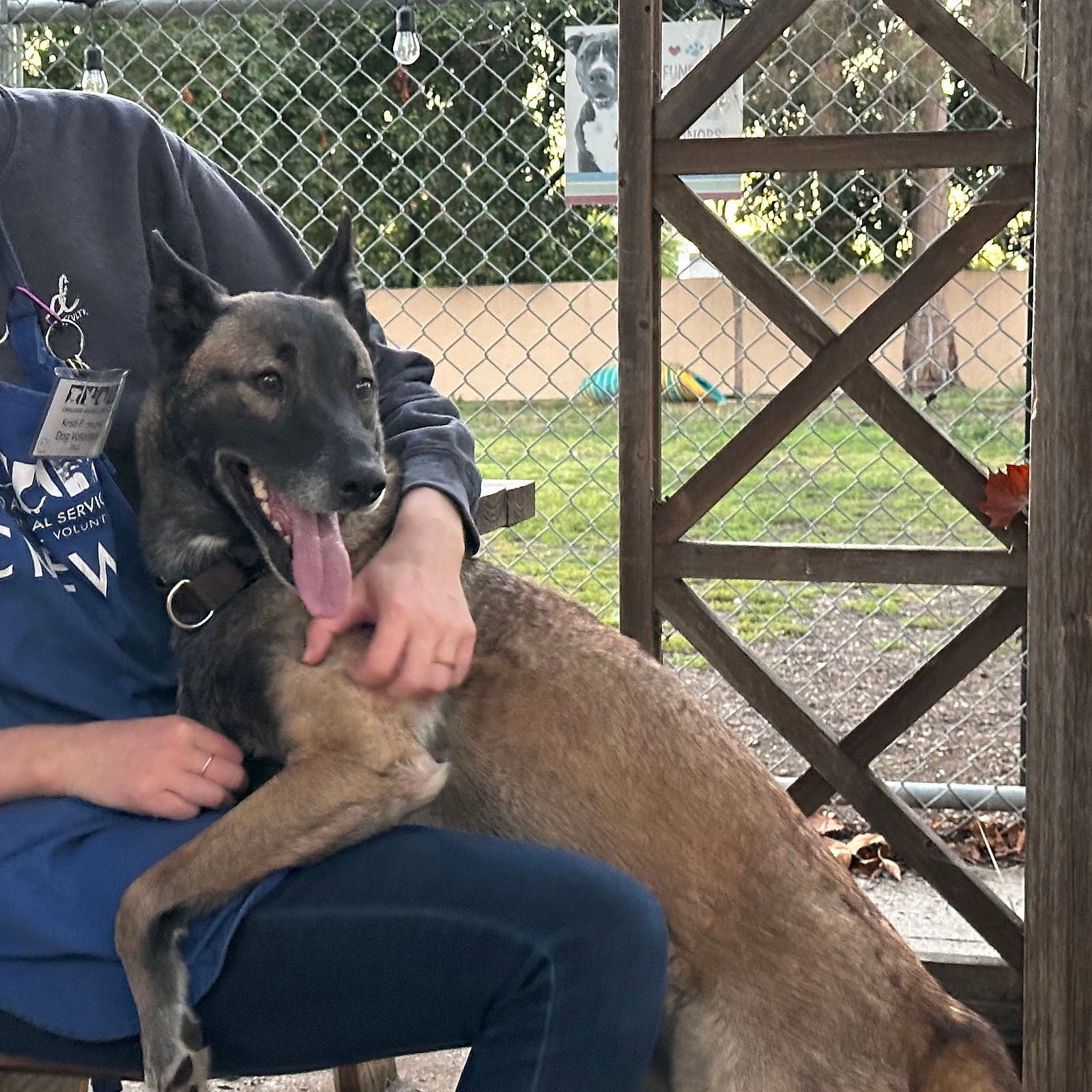 Felicia - Belgian Shepherd Malinois