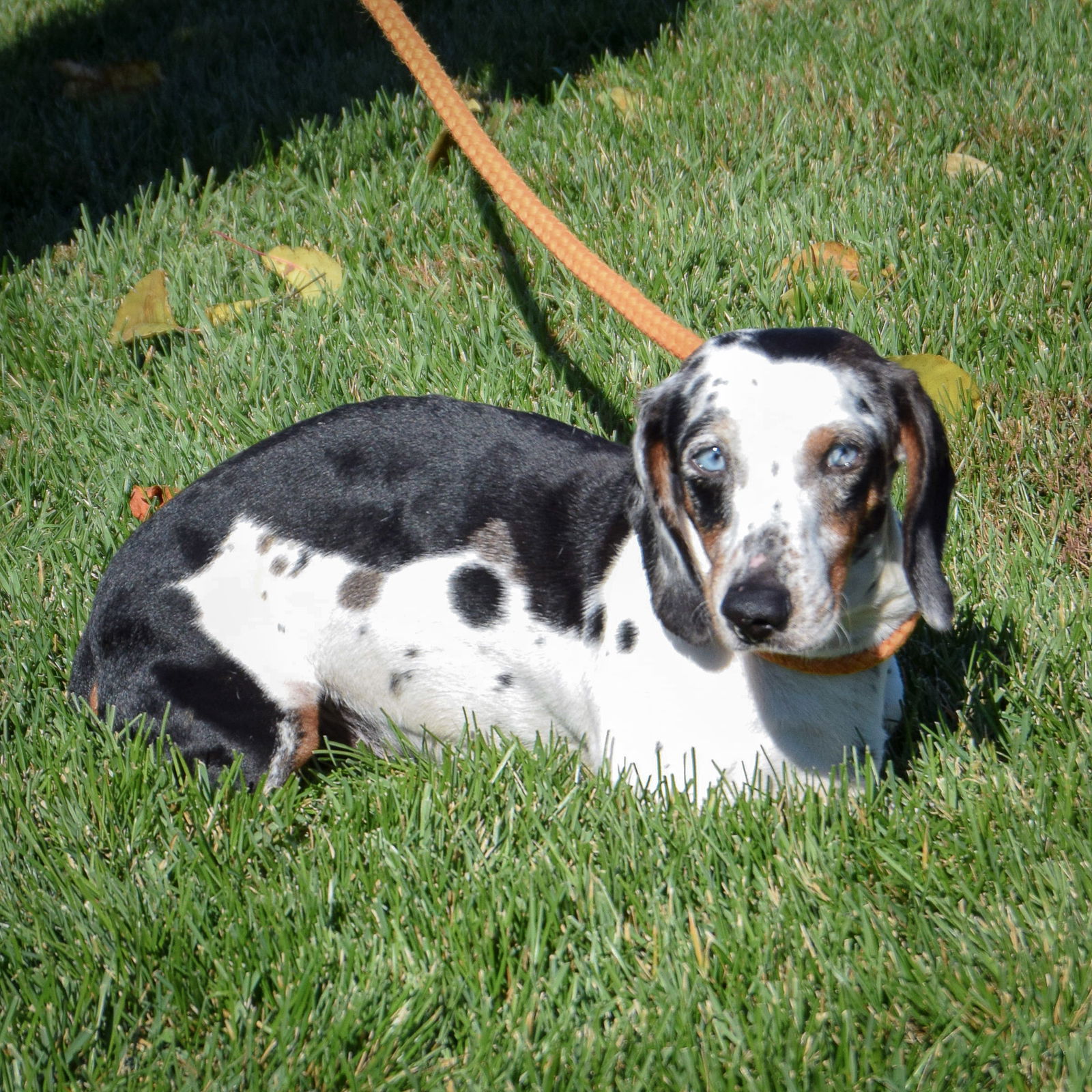 Wagoner - Dachshund