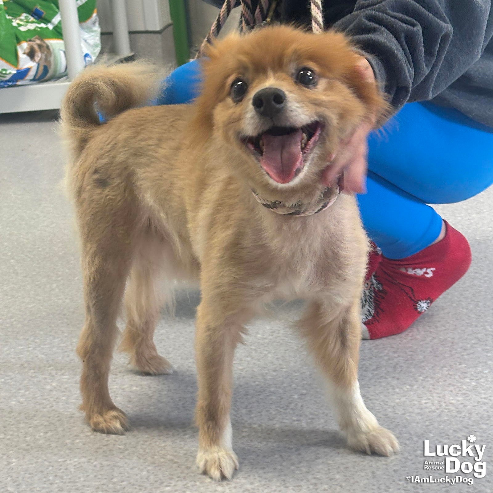 Cinnamon - Pomeranian