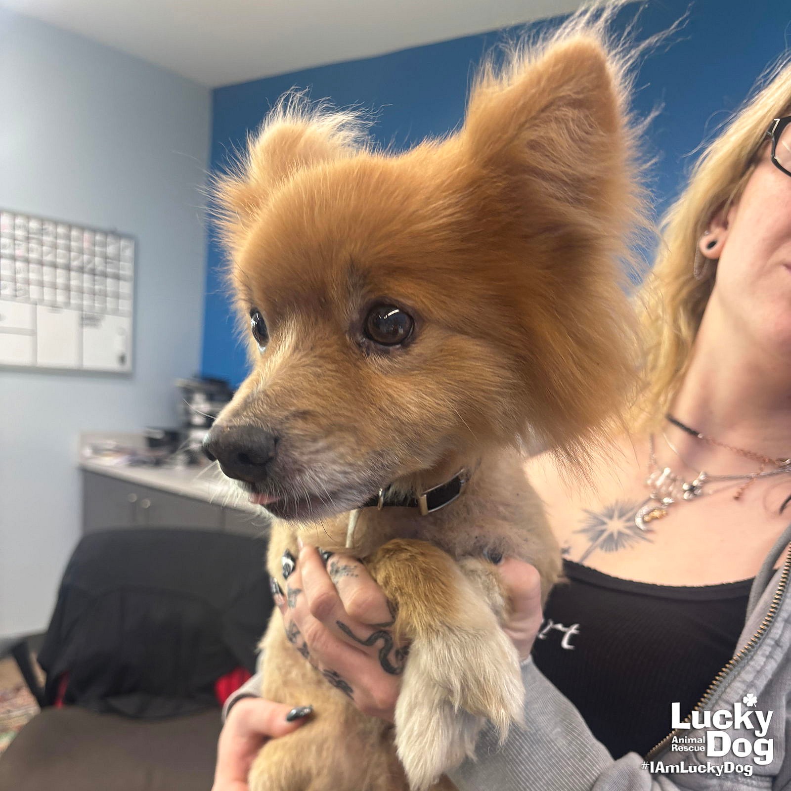 Cinnamon - Pomeranian