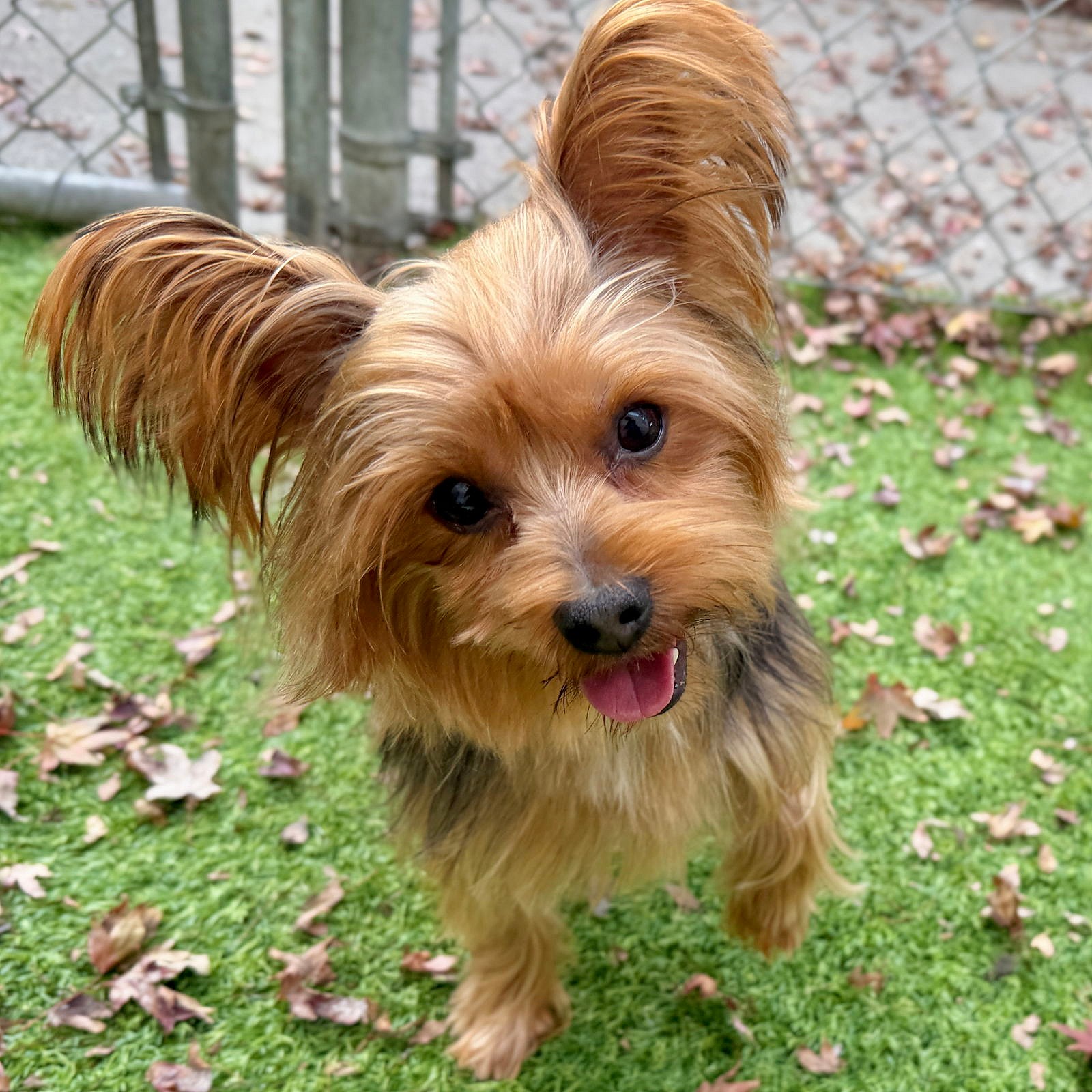 Whirl - Yorkshire Terrier Yorkie