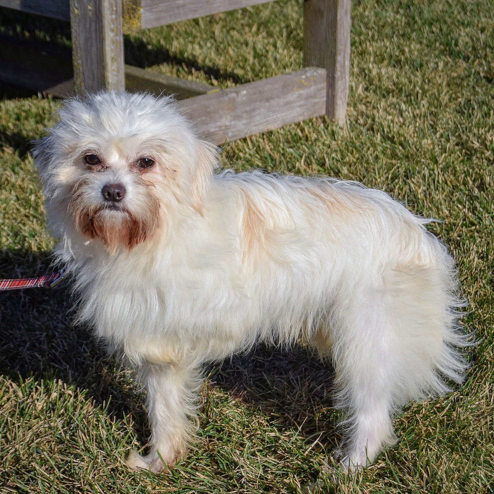 Brinky - Yorkshire Terrier Yorkie