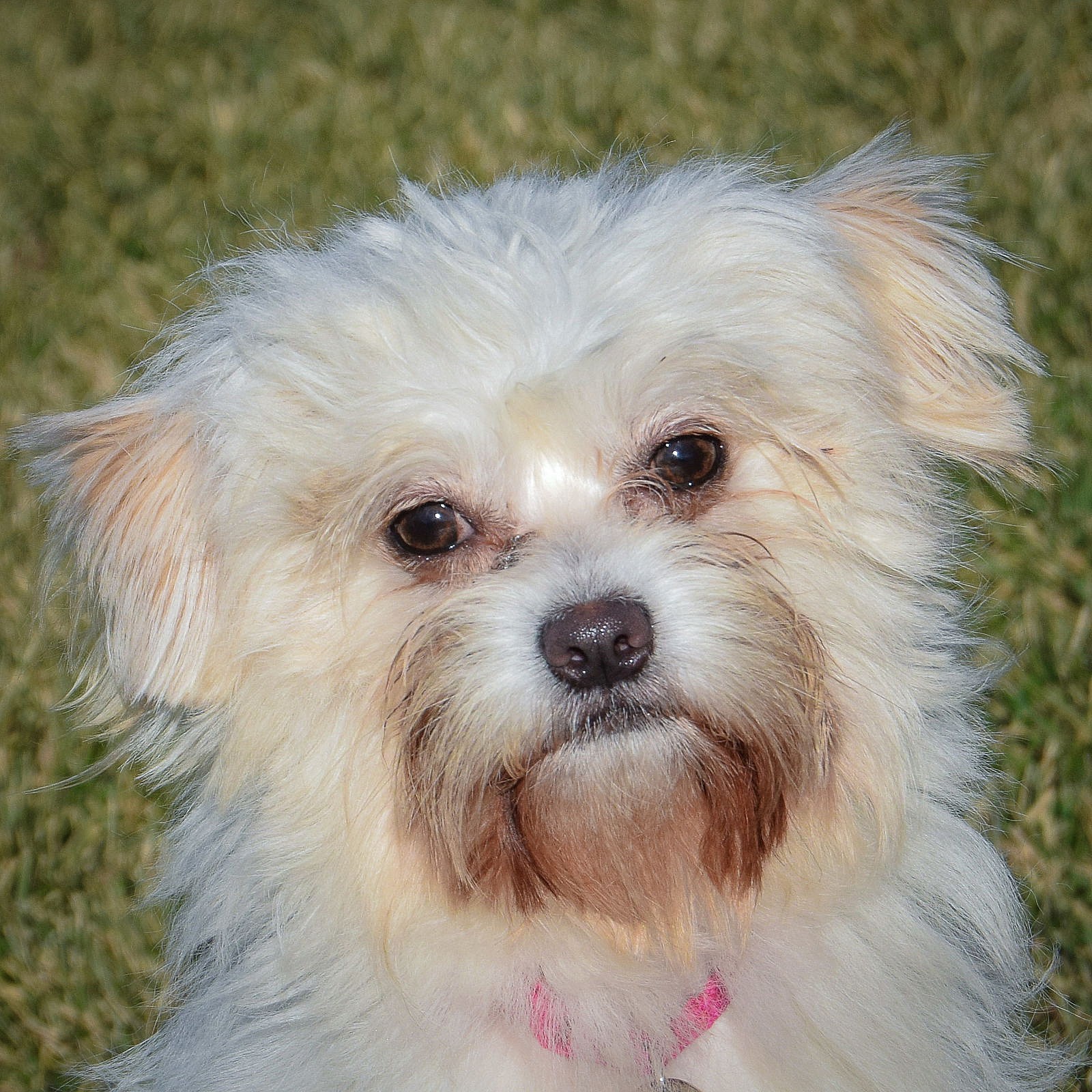 Brinky - Yorkshire Terrier Yorkie